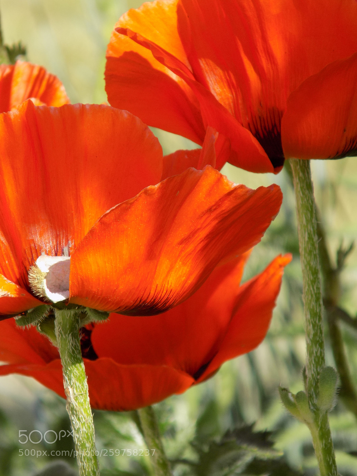 Nikon COOLPIX L340 sample photo. Poppies in spring photography