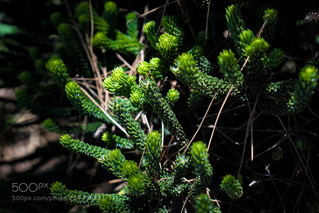 Sony a6000 sample photo. In focus photography