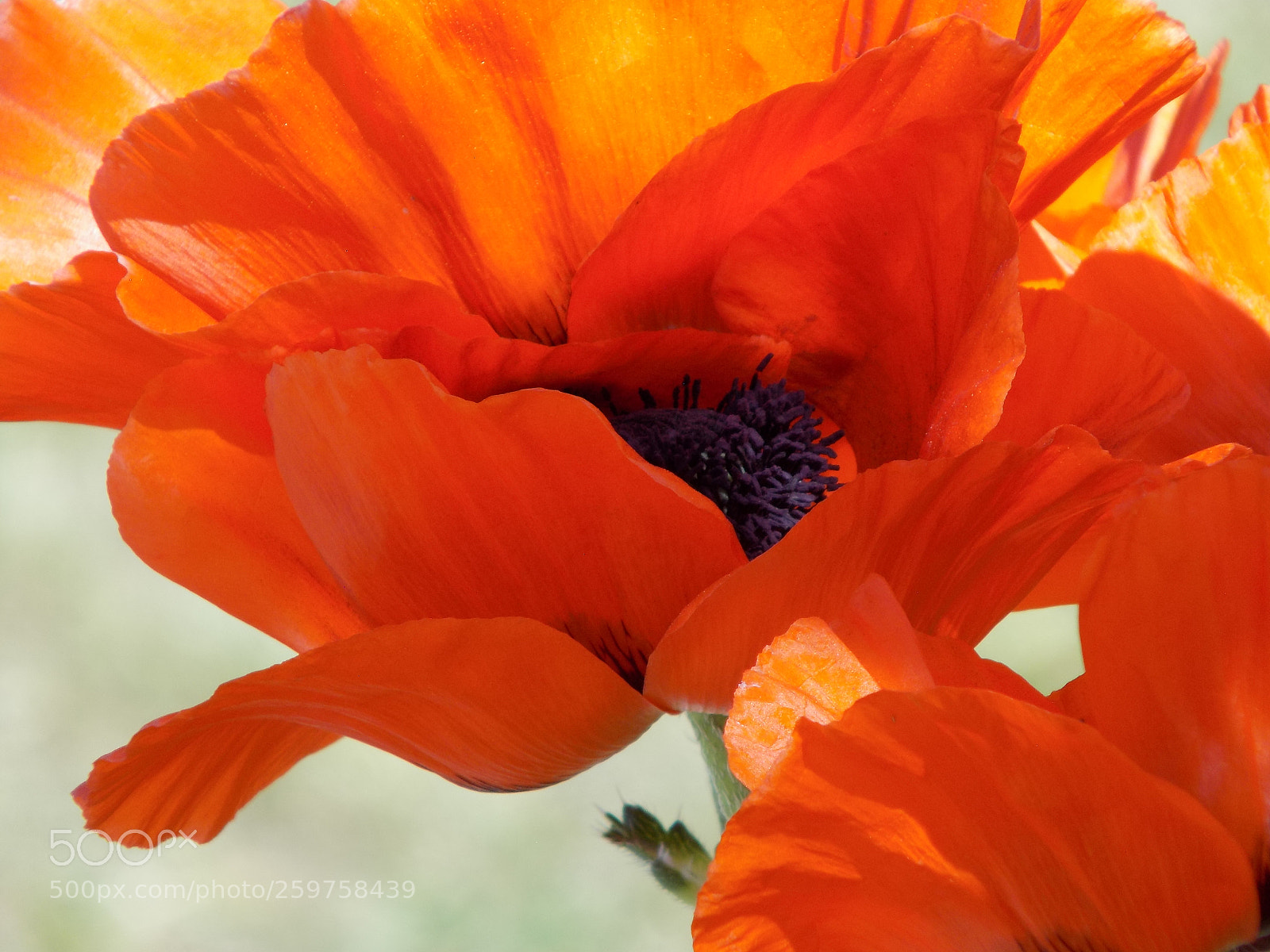 Nikon COOLPIX L340 sample photo. Orange poppy photography