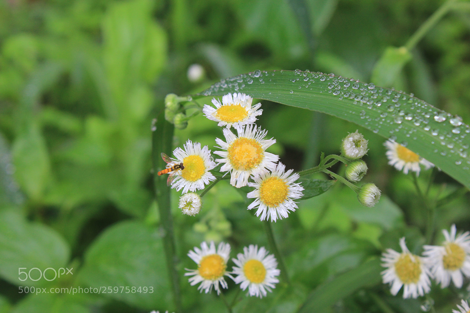 Canon EF-S 18-55mm F3.5-5.6 IS sample photo. Untitled photography