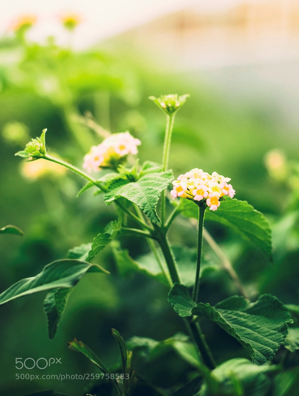 Nikon D5300 sample photo. Smoothness of flower photography