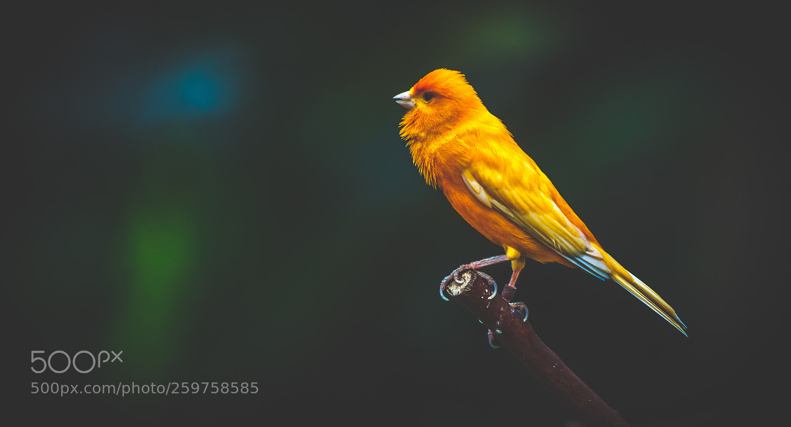 Canon EOS 5D Mark II sample photo. The pensive perch photography