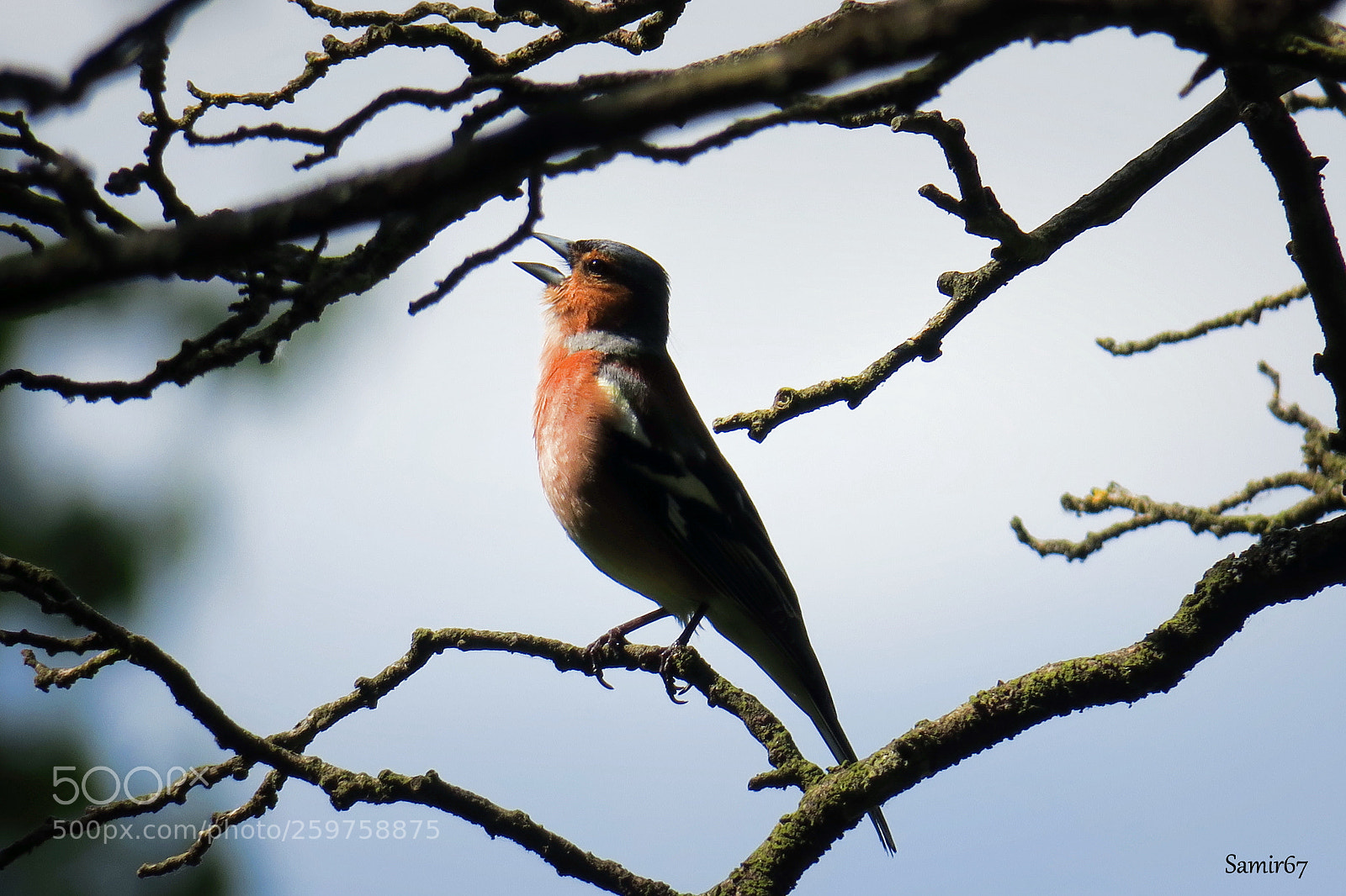 Canon PowerShot G3 X sample photo. Bird photography