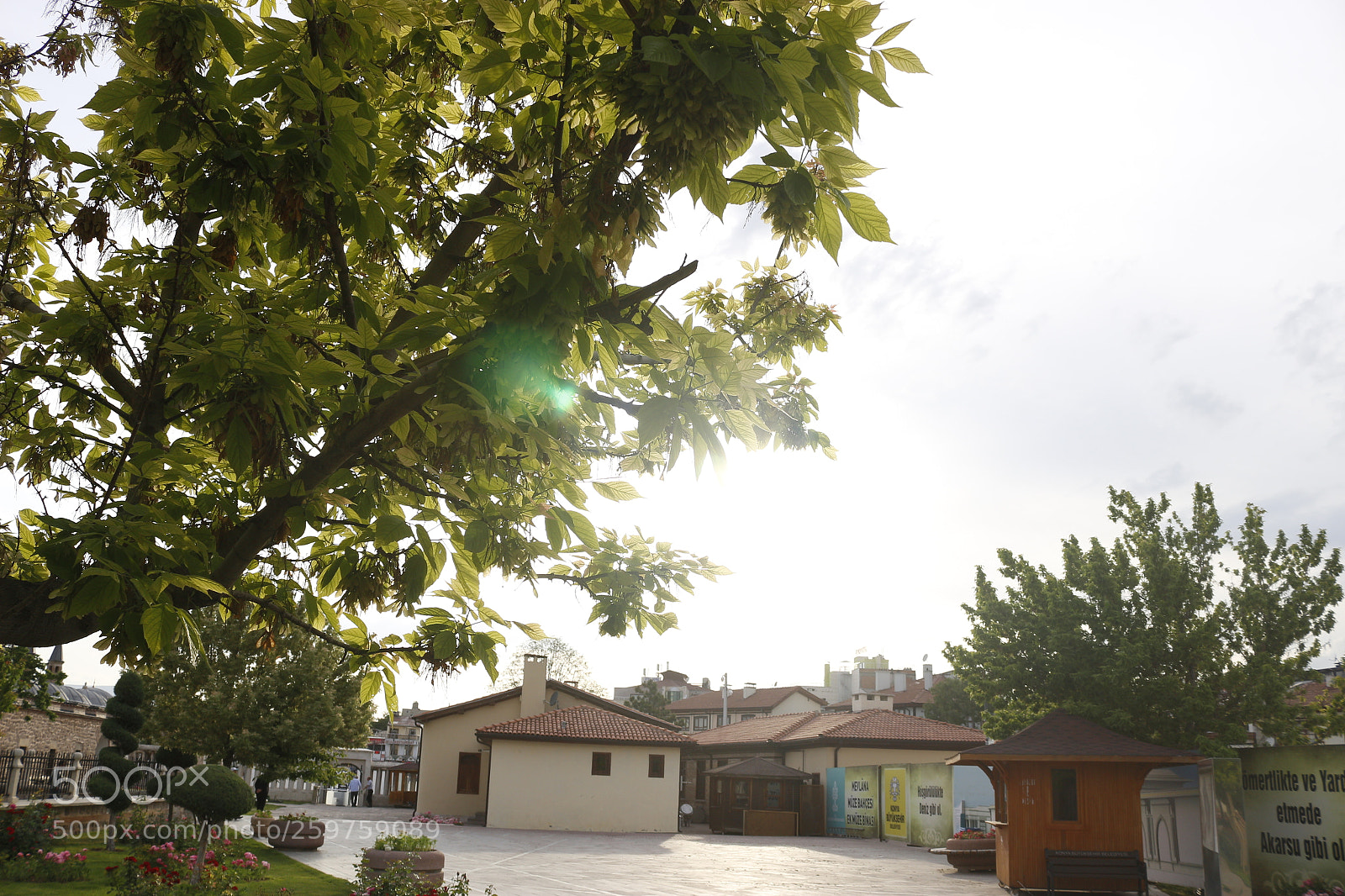 Canon EOS 100D (EOS Rebel SL1 / EOS Kiss X7) sample photo. I see trees photography