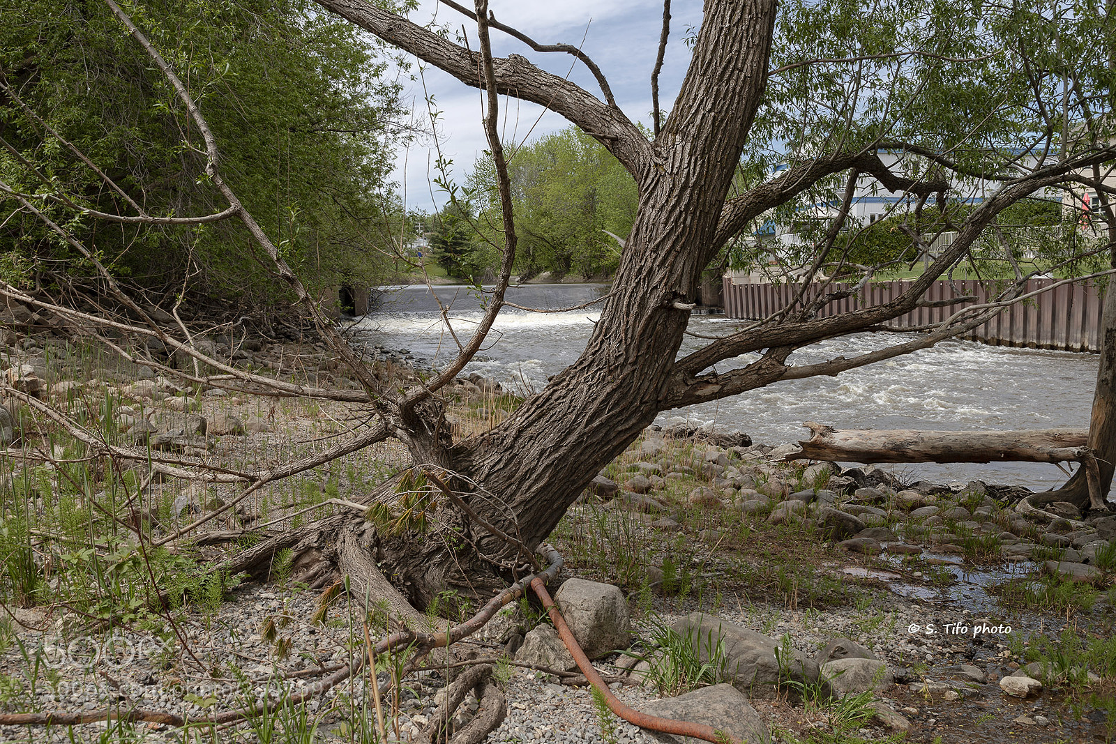 Canon EOS 6D Mark II sample photo. Old tree .. photography