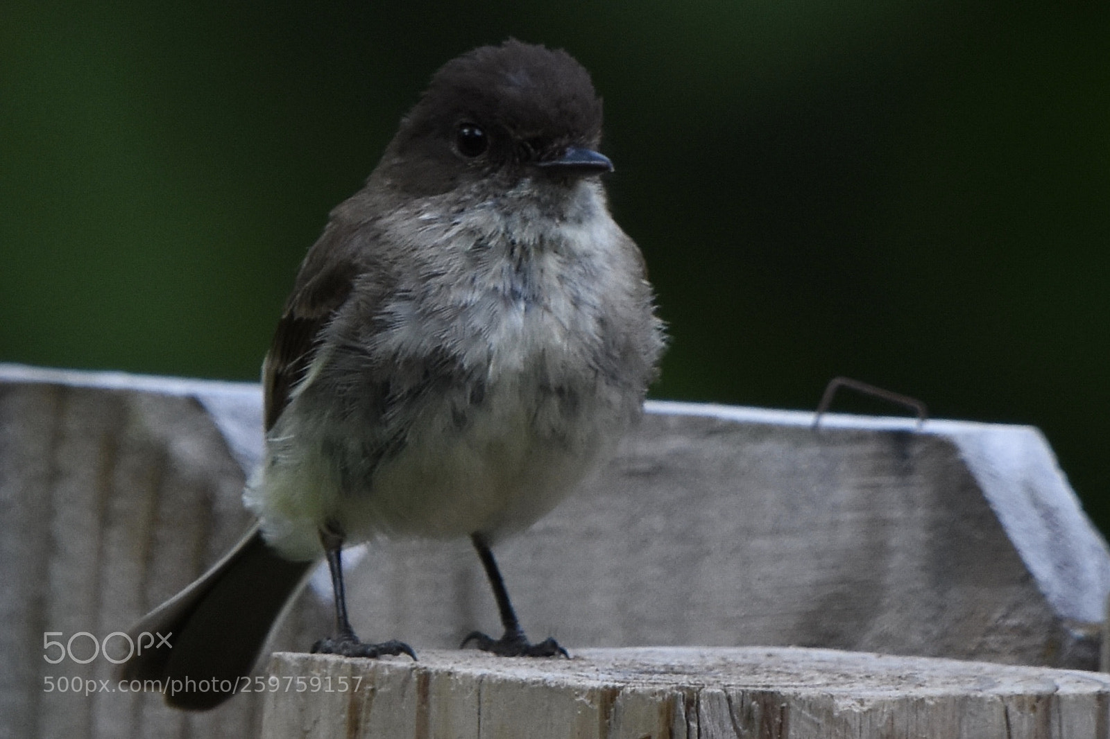 Nikon D7200 sample photo. Eastern phoebe 5 photography