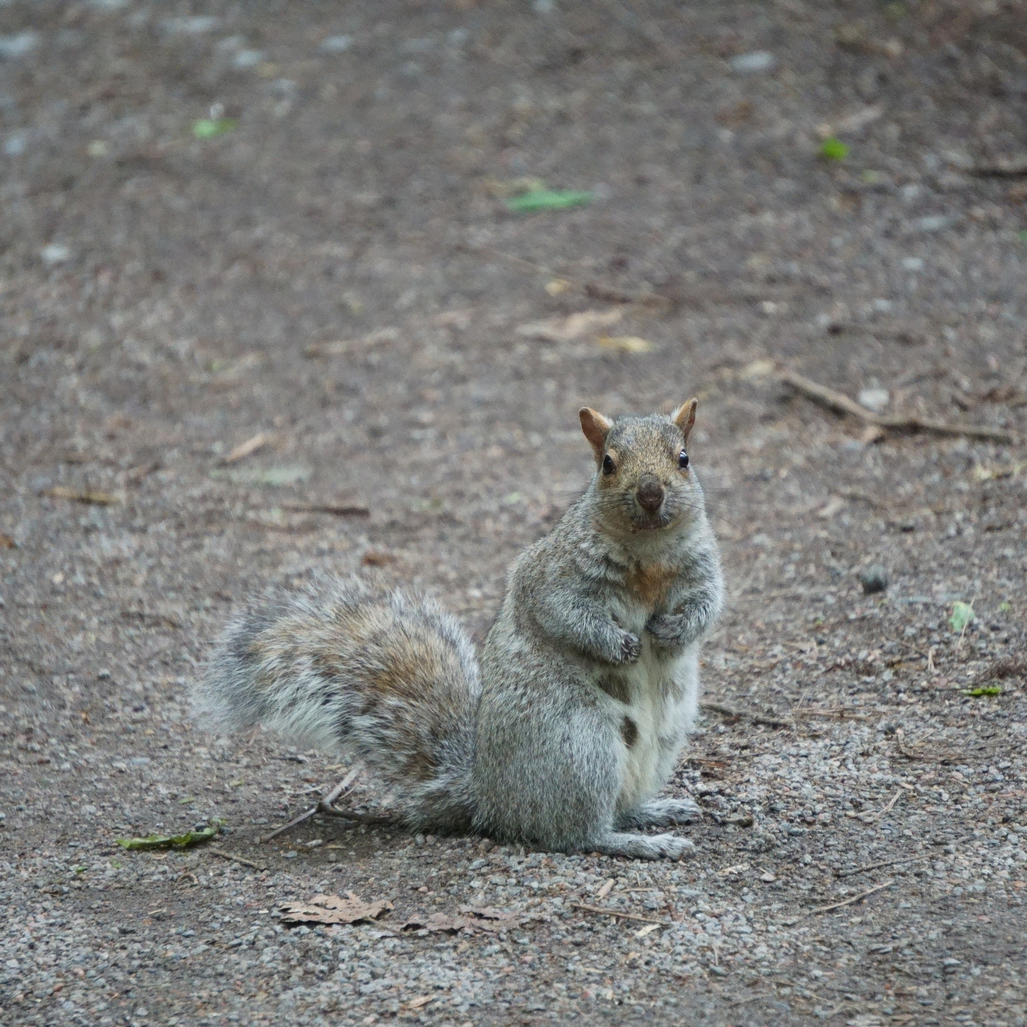 Sony E 55-210mm F4.5-6.3 OSS sample photo. Squirrel photography