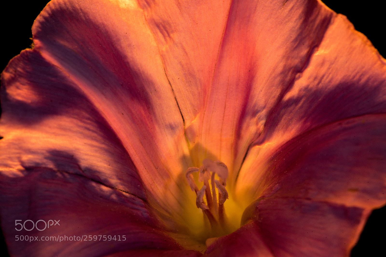 Sony a99 II sample photo. A broken morning glory photography