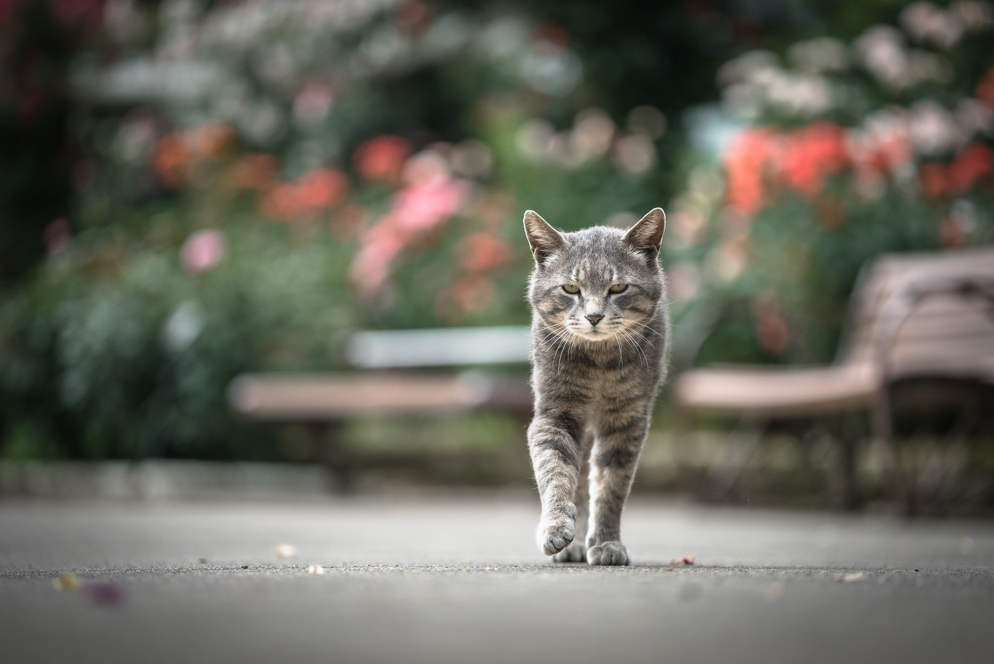 Sony a7S II sample photo. Boss photography