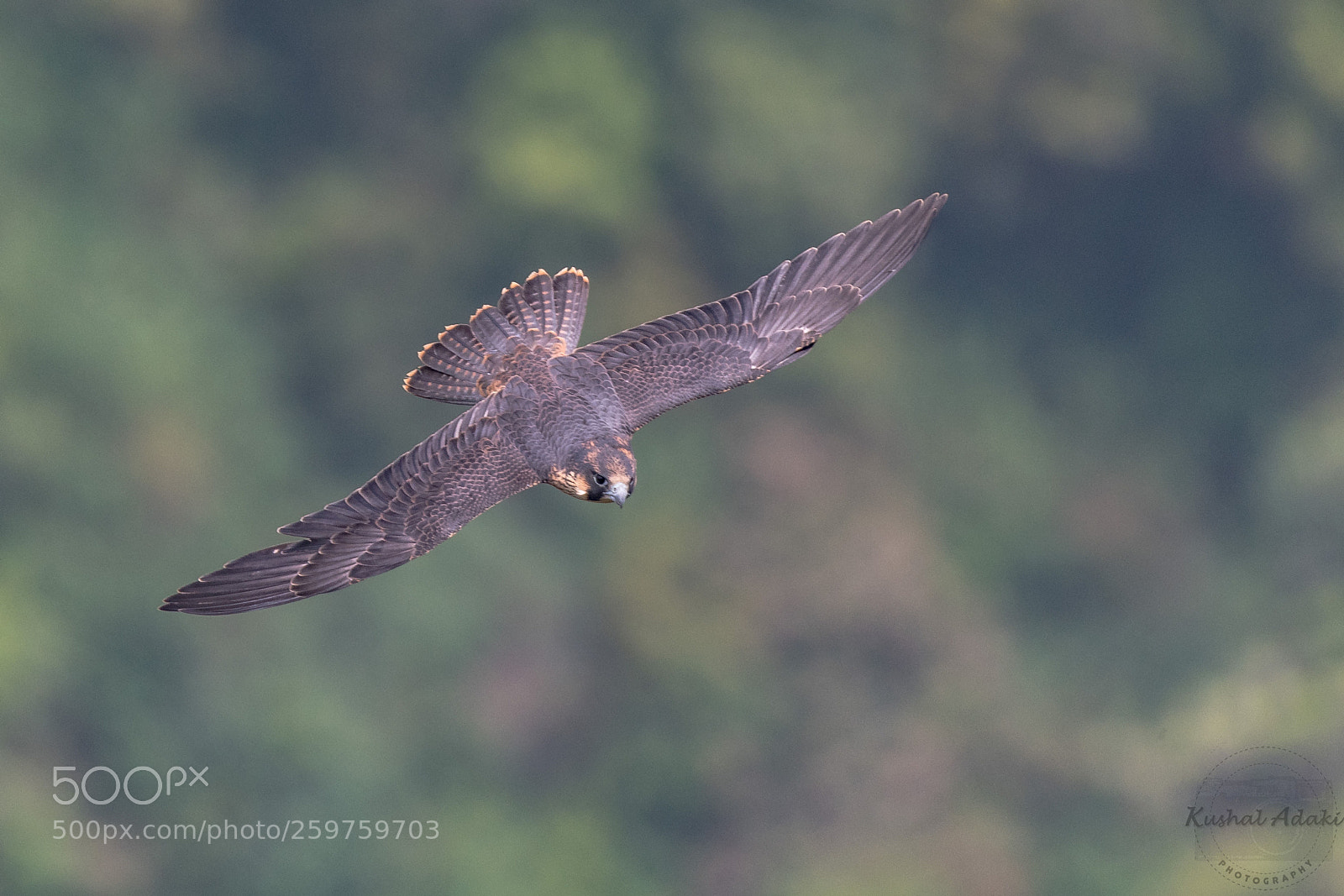 Nikon D500 sample photo. Shaheen falcon photography