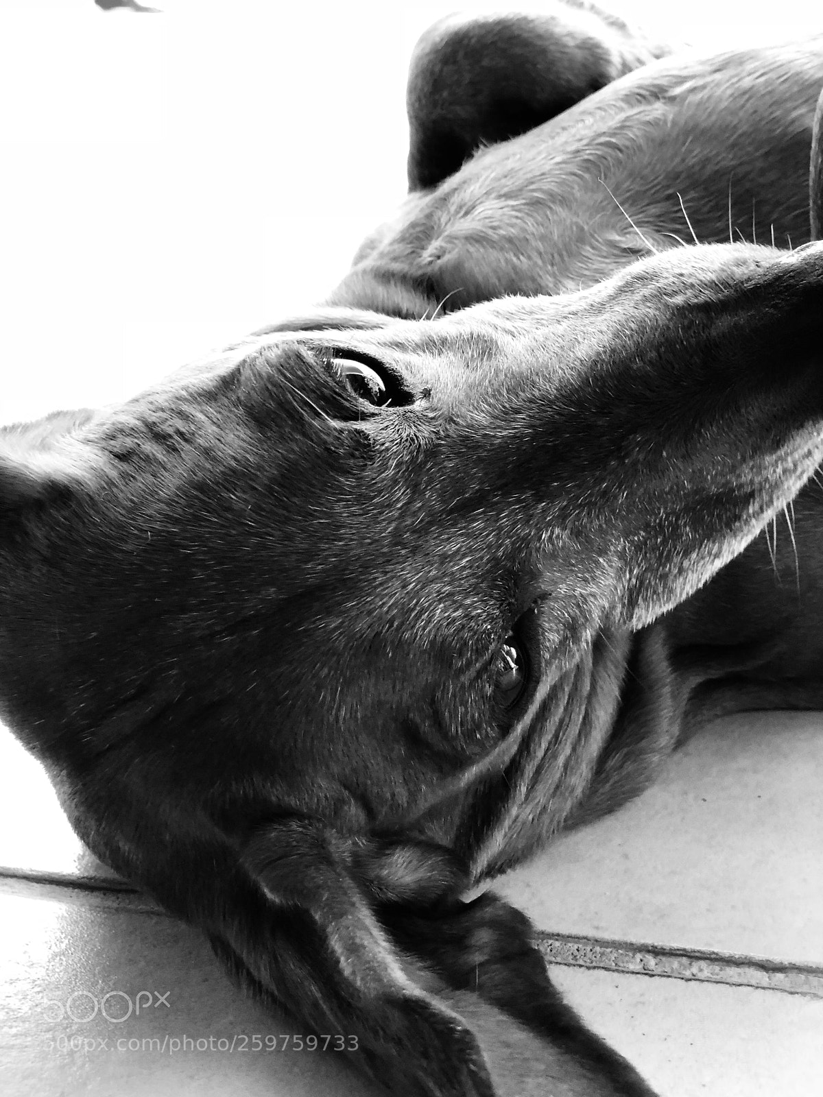Apple iPhone X sample photo. Looking away photography
