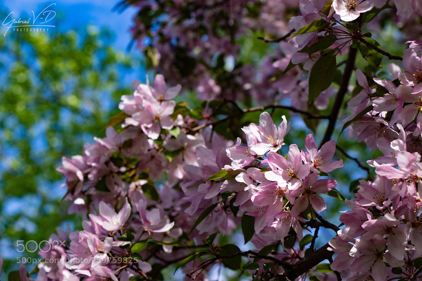 Canon EOS 80D sample photo. Life in pink i photography