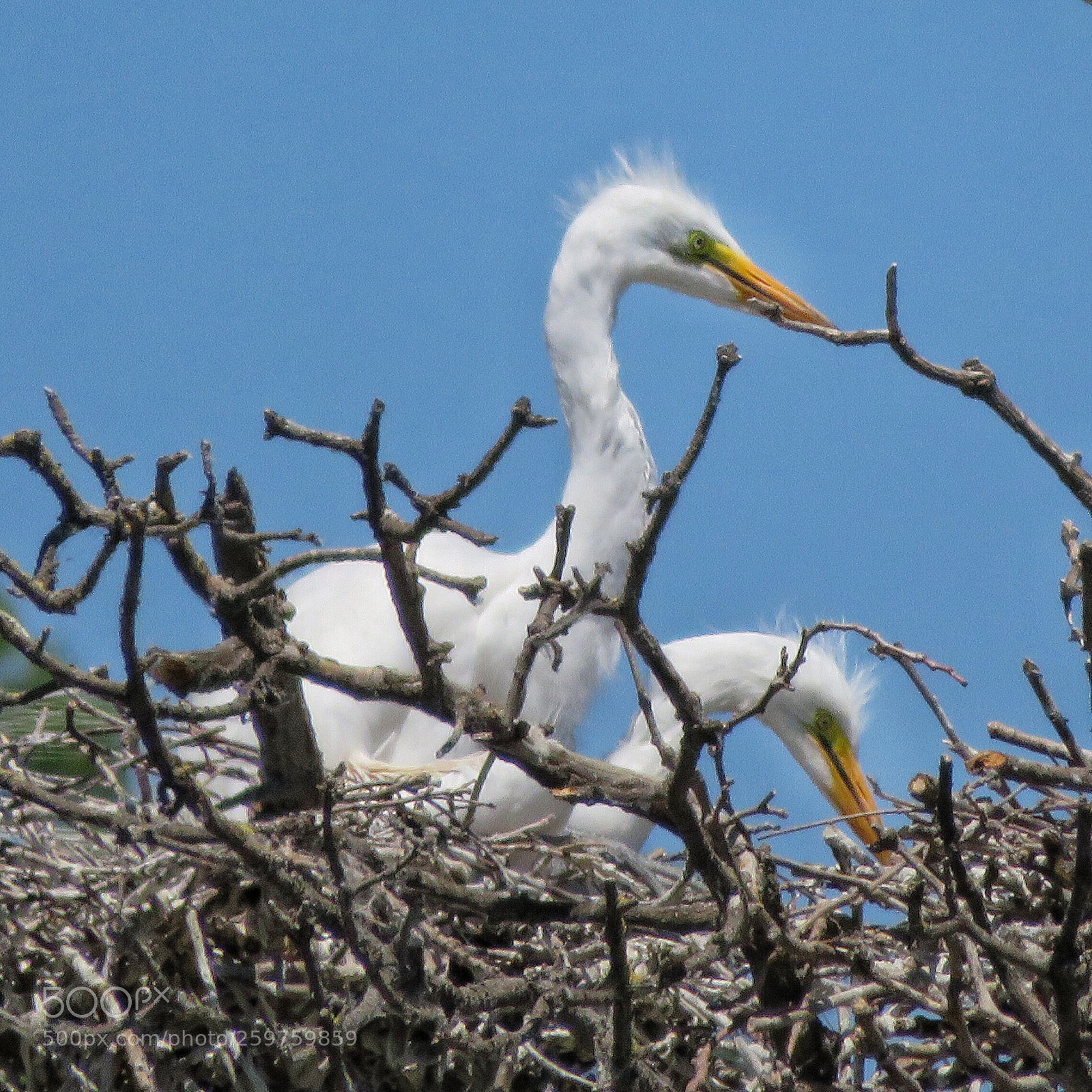 Canon PowerShot SX720 HS sample photo. Great egret chicks photography
