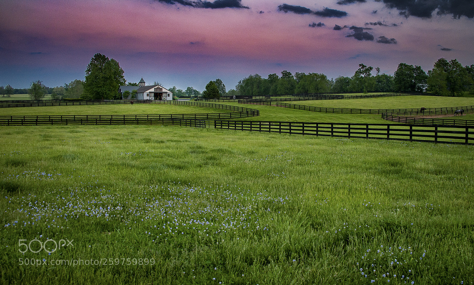 Nikon D700 sample photo. Horse farm lexington photography