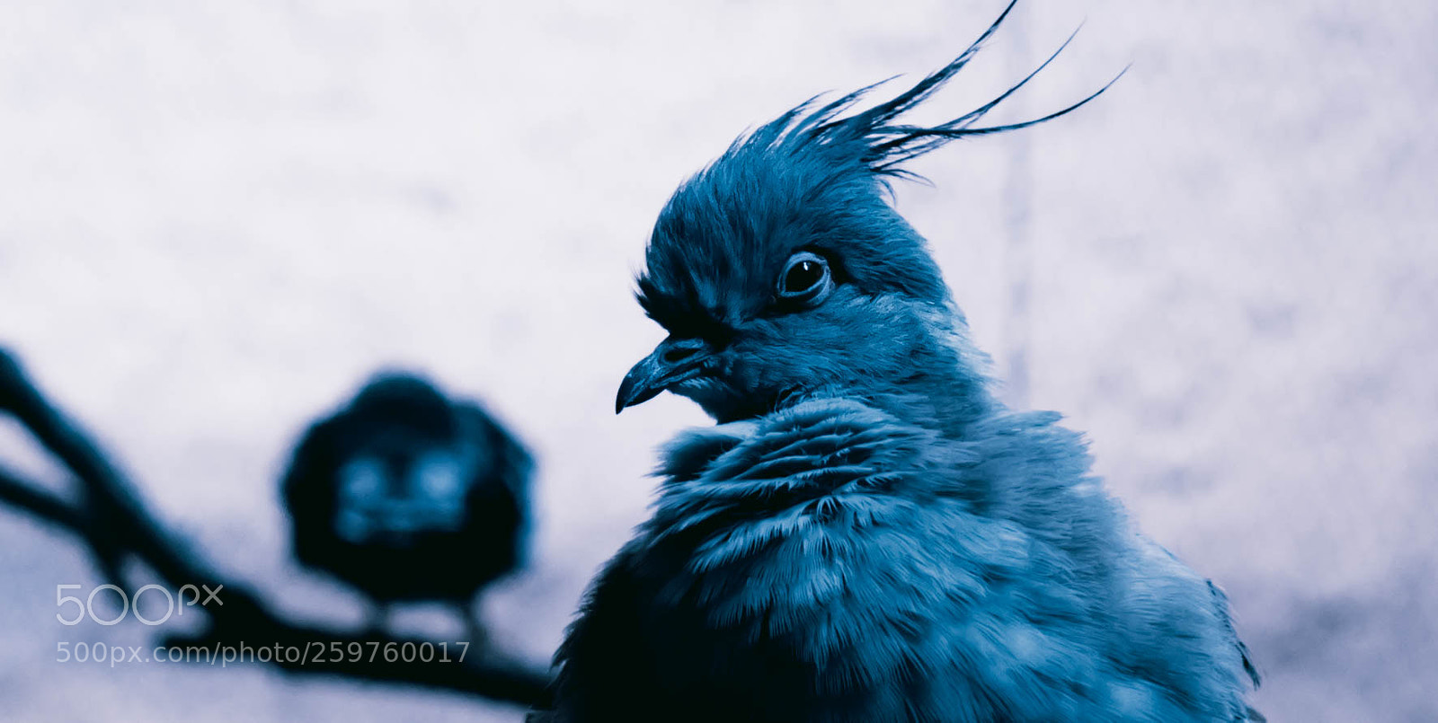 Nikon D5300 sample photo. Blue mood photography