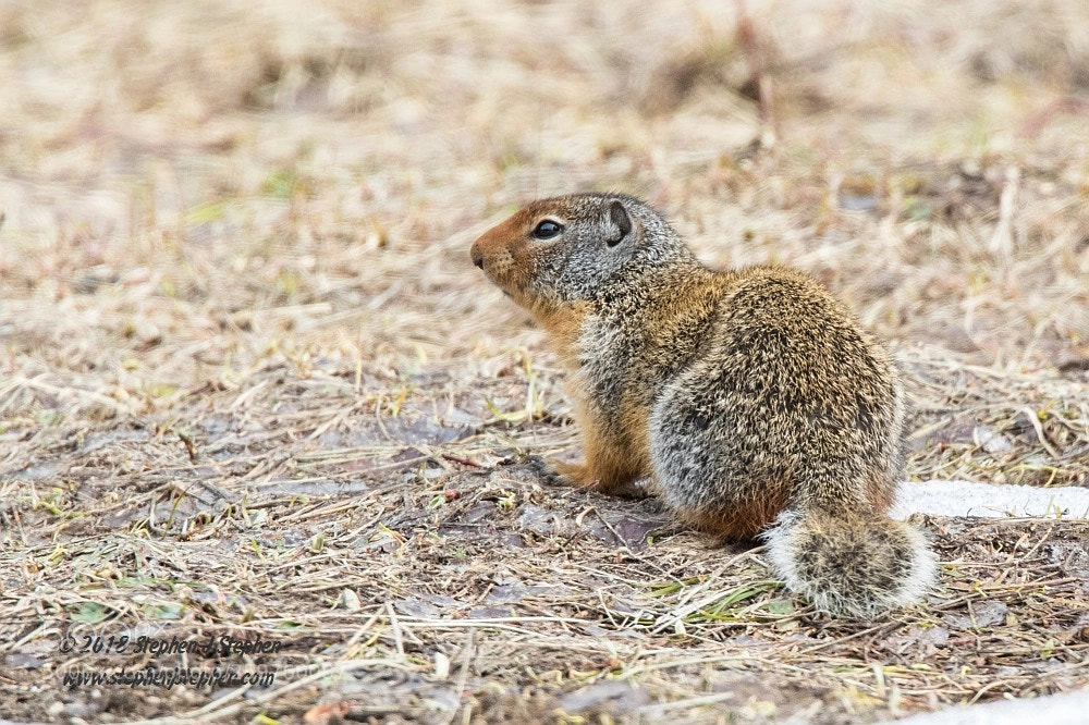 Canon EOS 7D Mark II sample photo. Columbian ground squirrel photography
