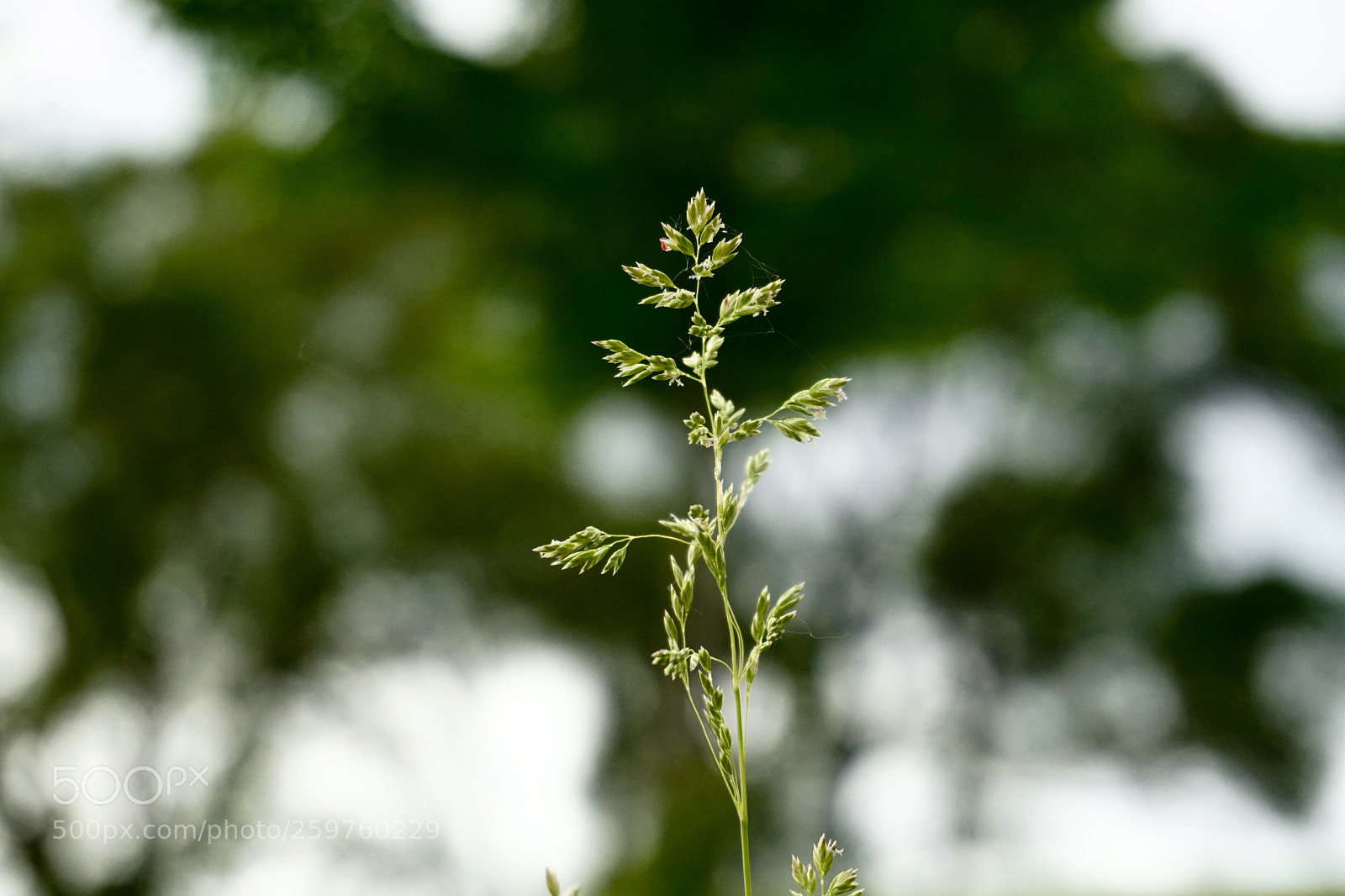 Sony a6300 sample photo. Plant photography