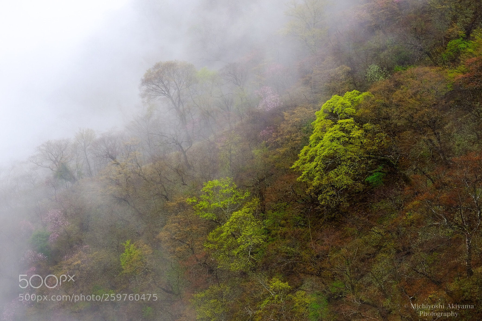 Fujifilm X-T1 sample photo. Fresh green photography