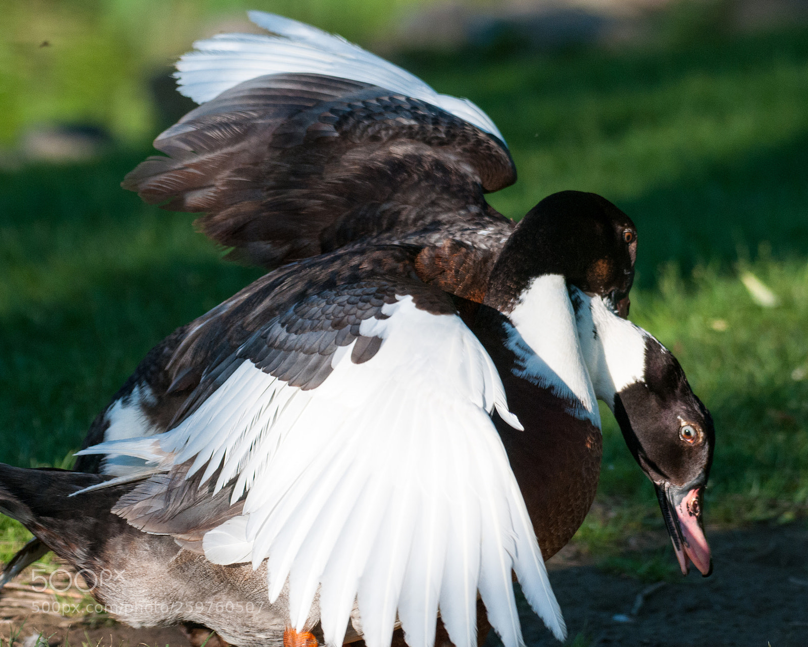 Nikon D300 sample photo. Courtship photography