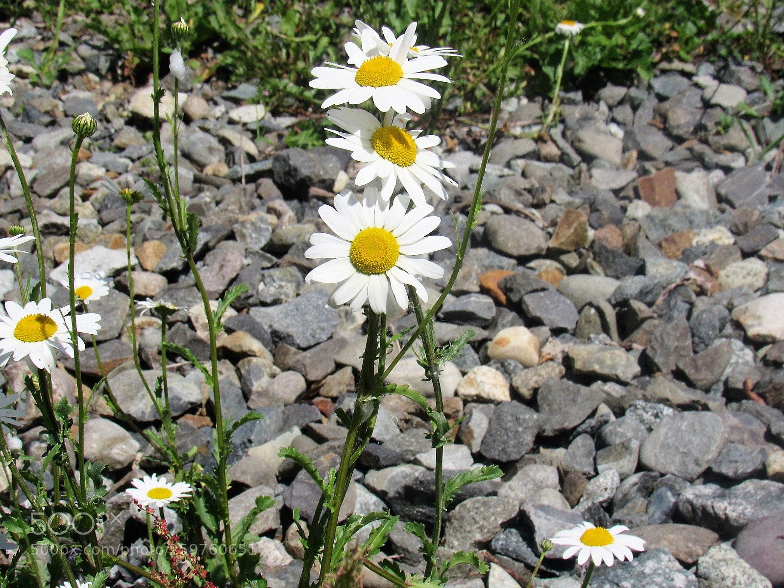 Canon PowerShot SX530 HS sample photo. Three is company photography