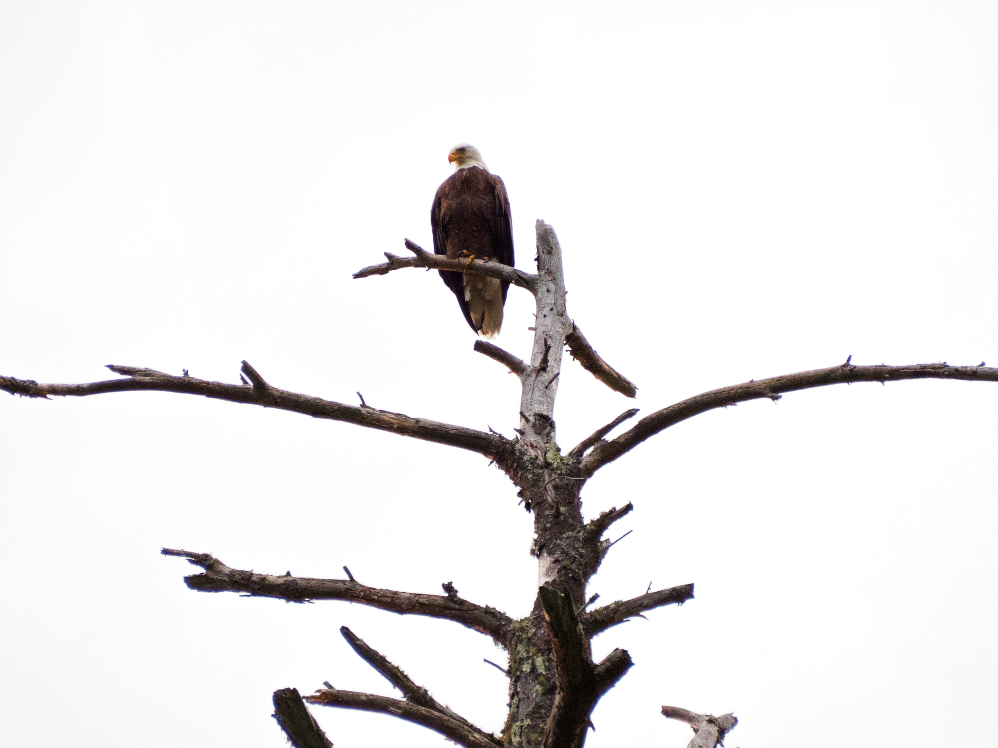 Olympus OM-D E-M10 III sample photo. Bald eagle looks out from its perch photography