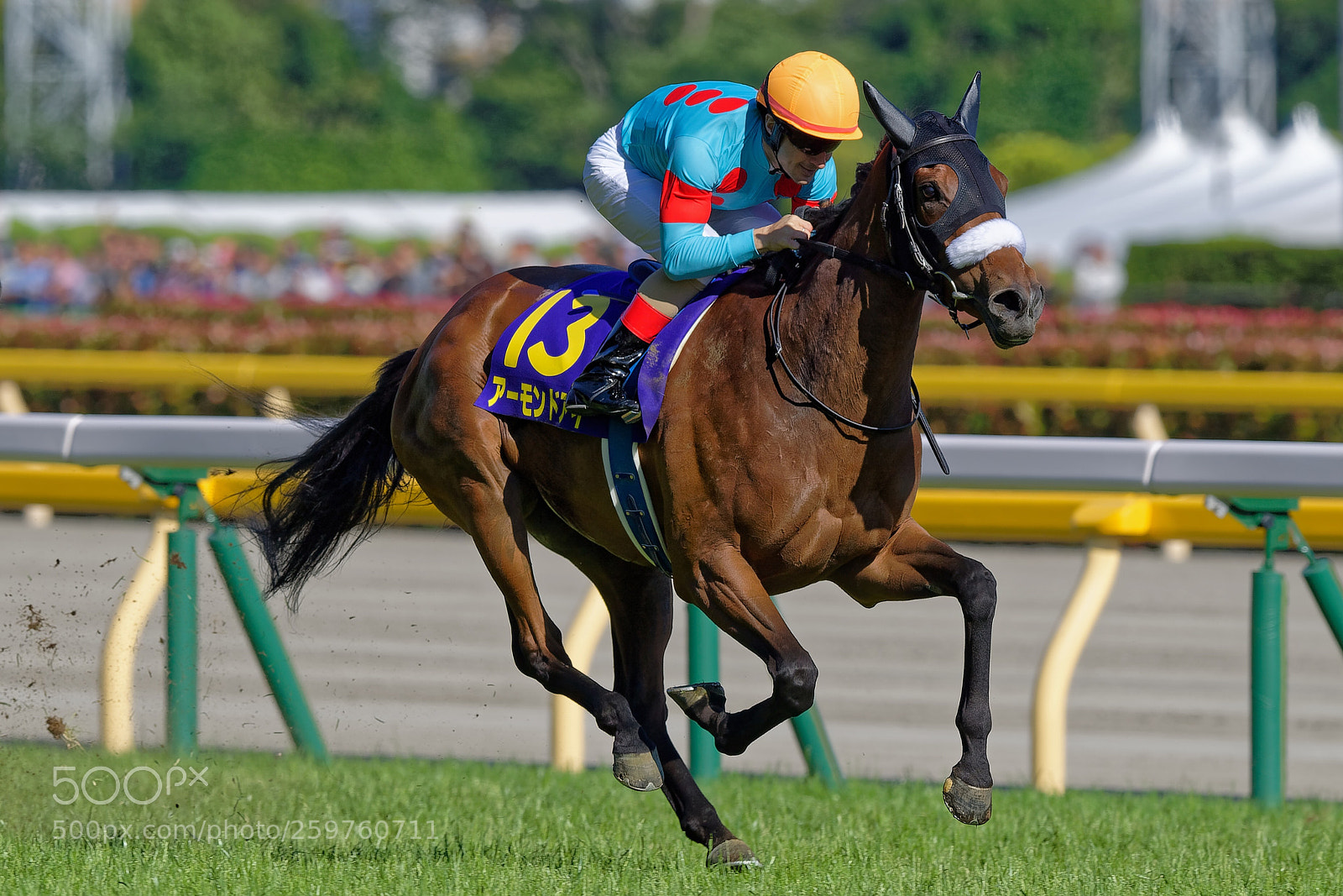 Nikon D5 sample photo. Almond eye
2018 japanese oaks photography