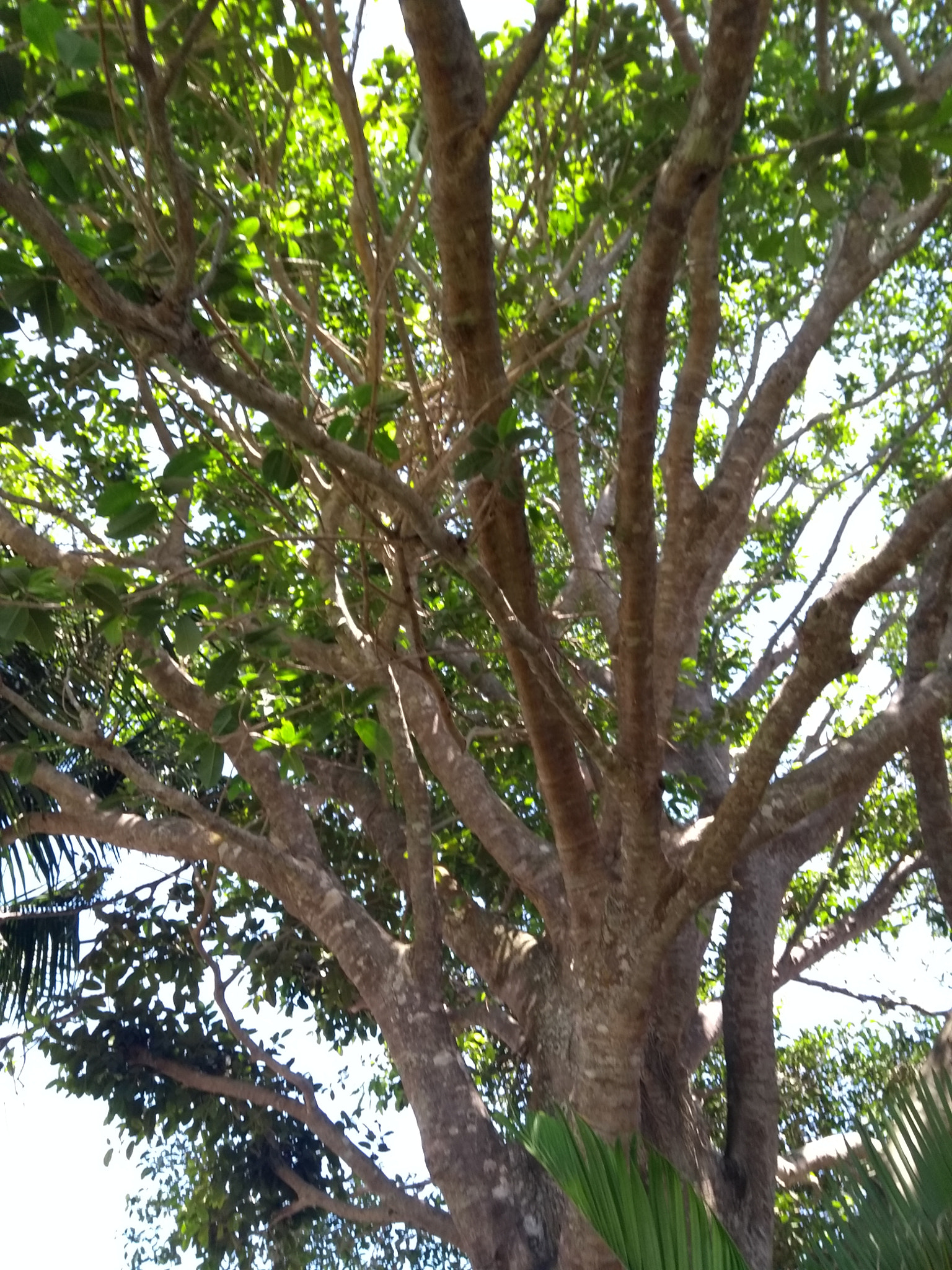 Motorola Moto G (5th Gen) sample photo
