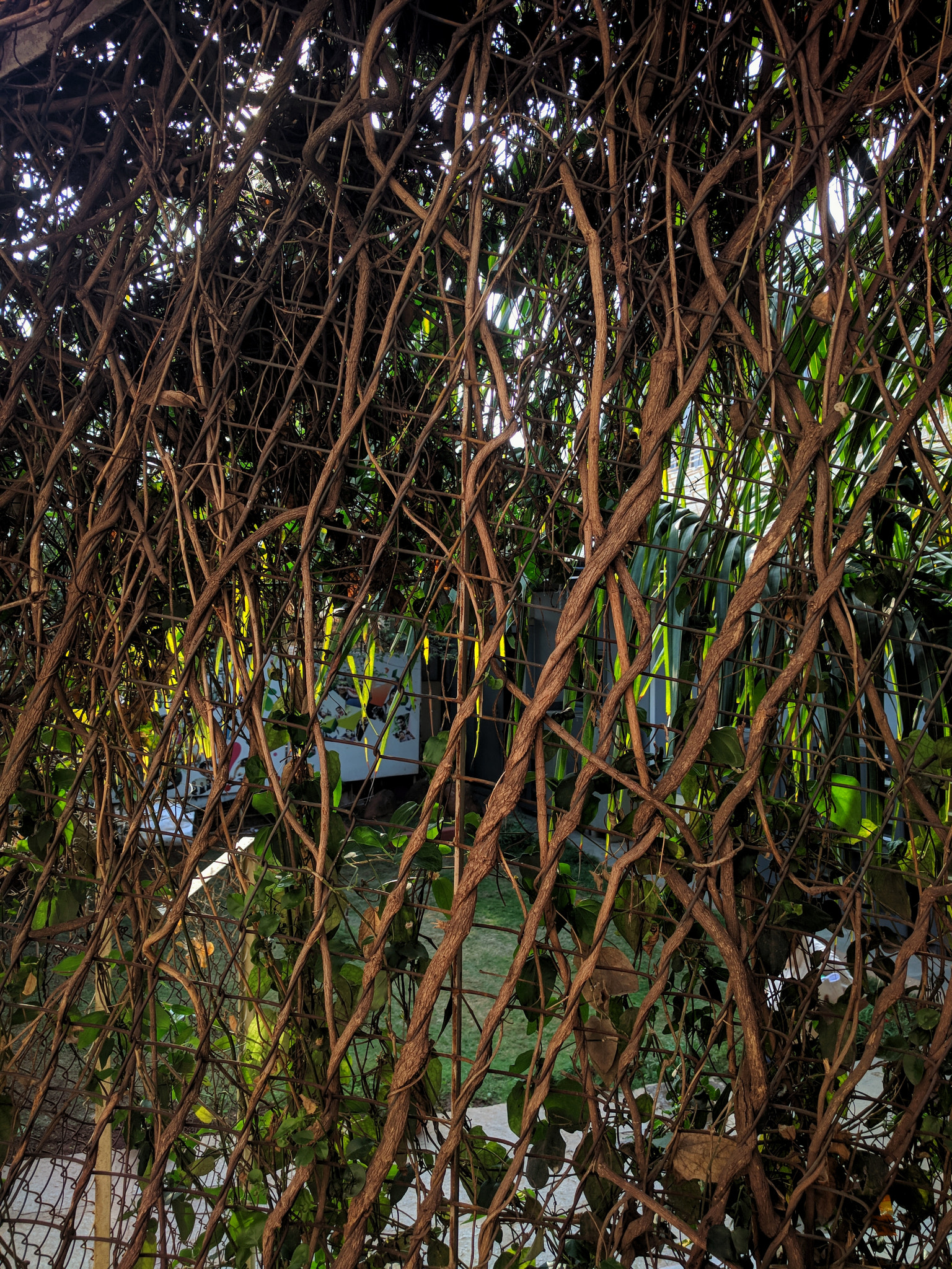 Google Nexus 6P sample photo. Day 10106 photography