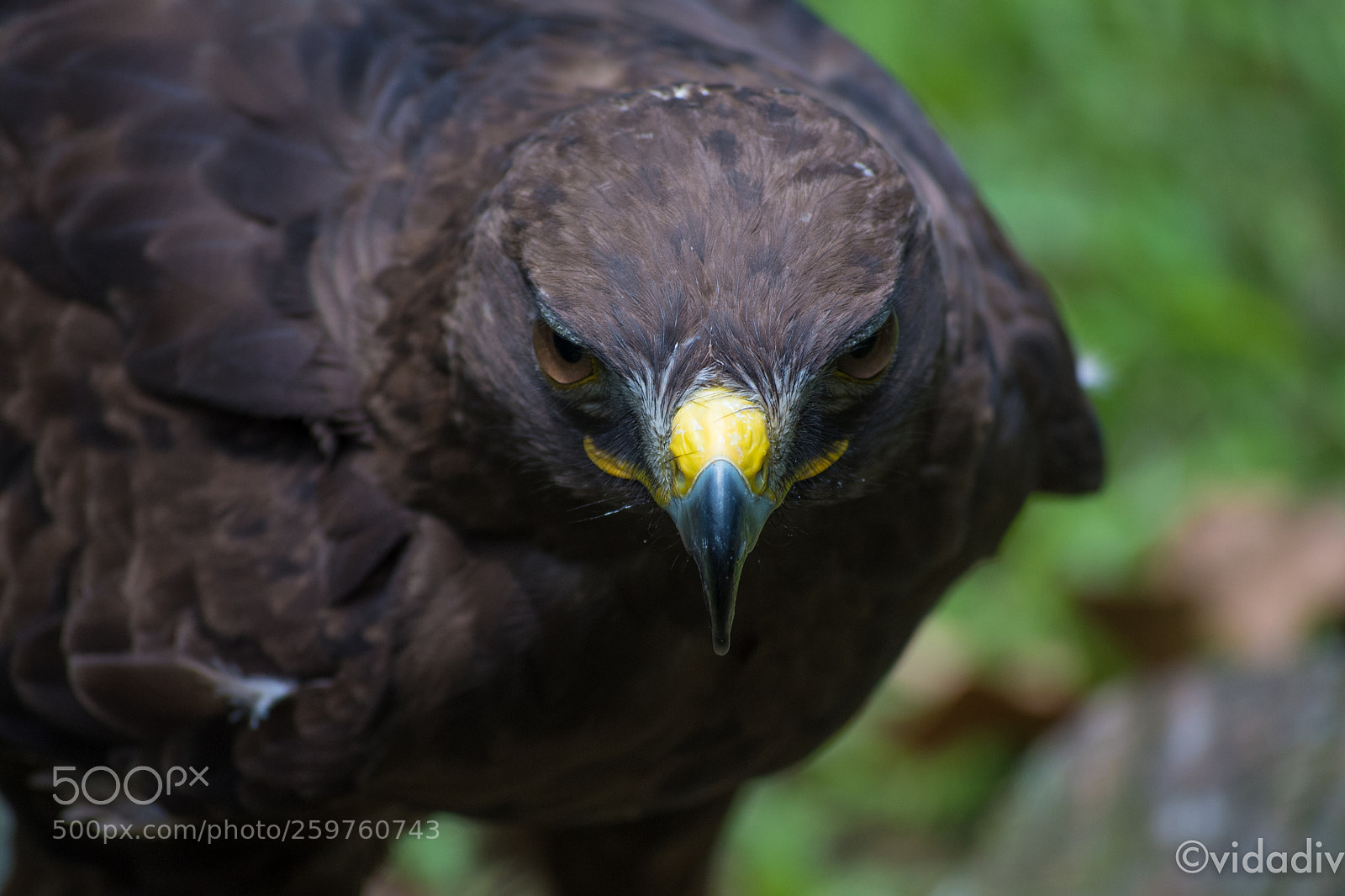 Nikon D750 sample photo. Eagle photography