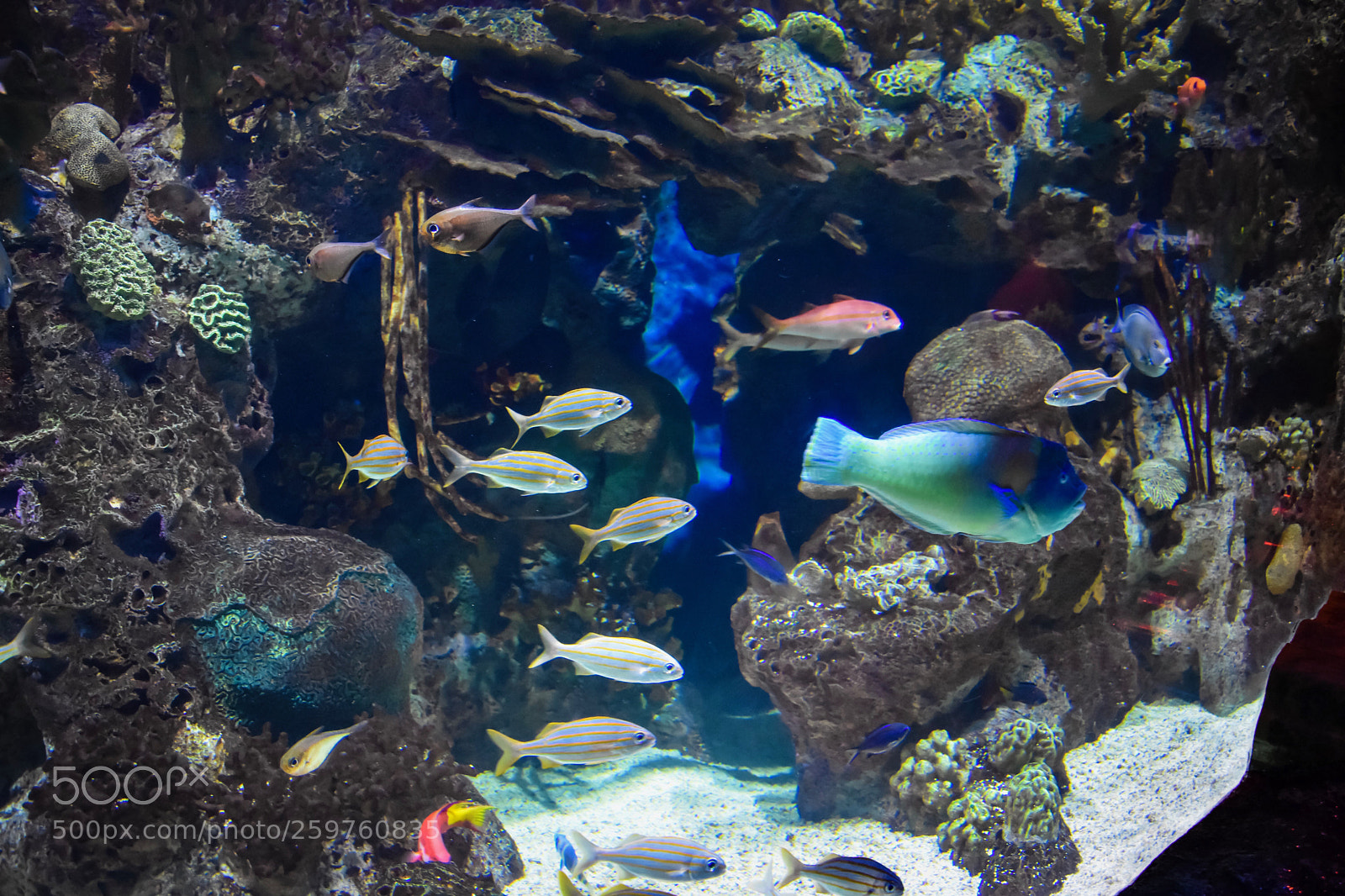 Nikon D7200 sample photo. Easy as shooting fish photography