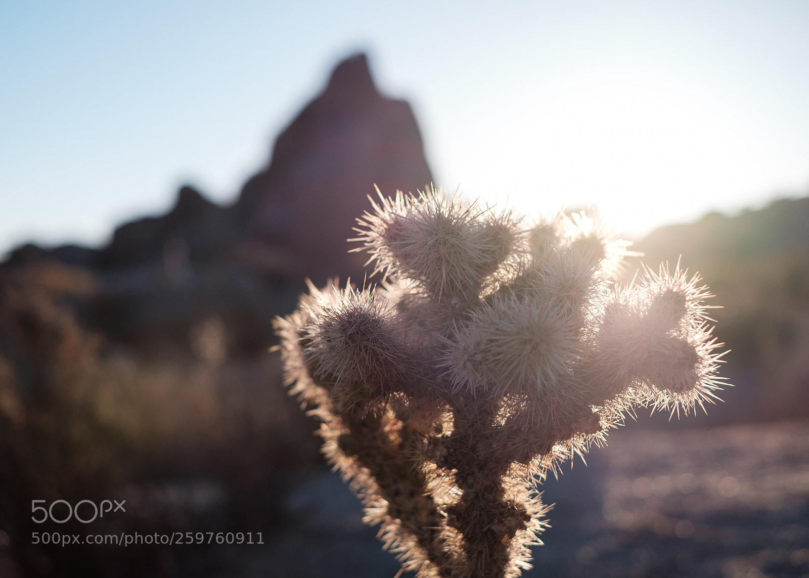 Fujifilm X-T1 sample photo. Spiky friend photography