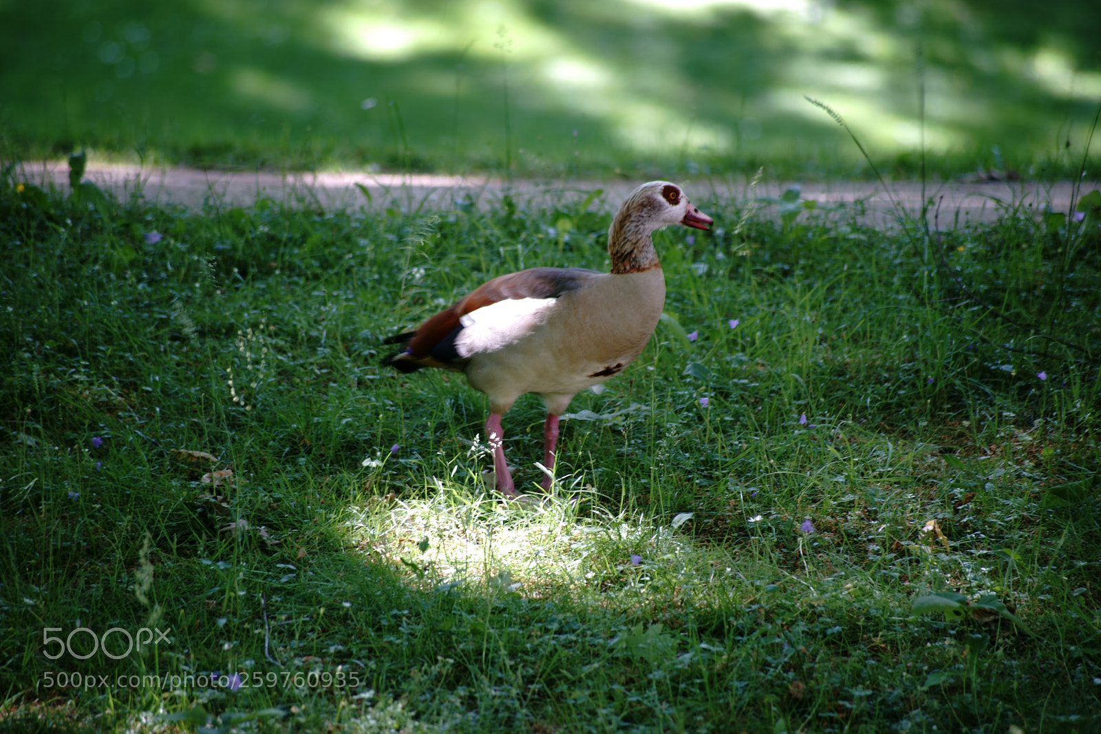 Sony a7 II sample photo. Egyptian goose photography