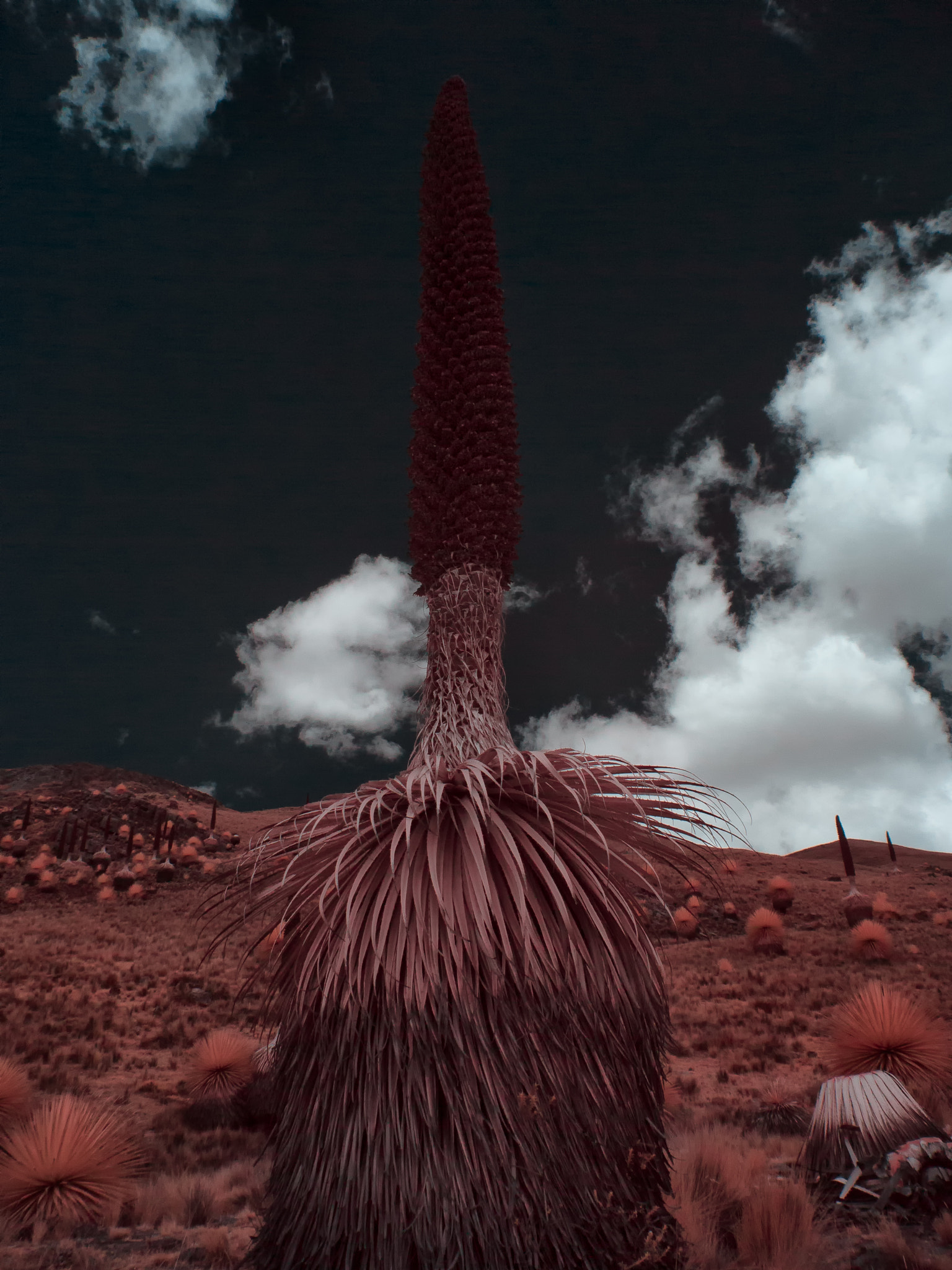 Panasonic Lumix DMC-GF3 sample photo. Puya raimondii infrared - pastoruri - peru photography
