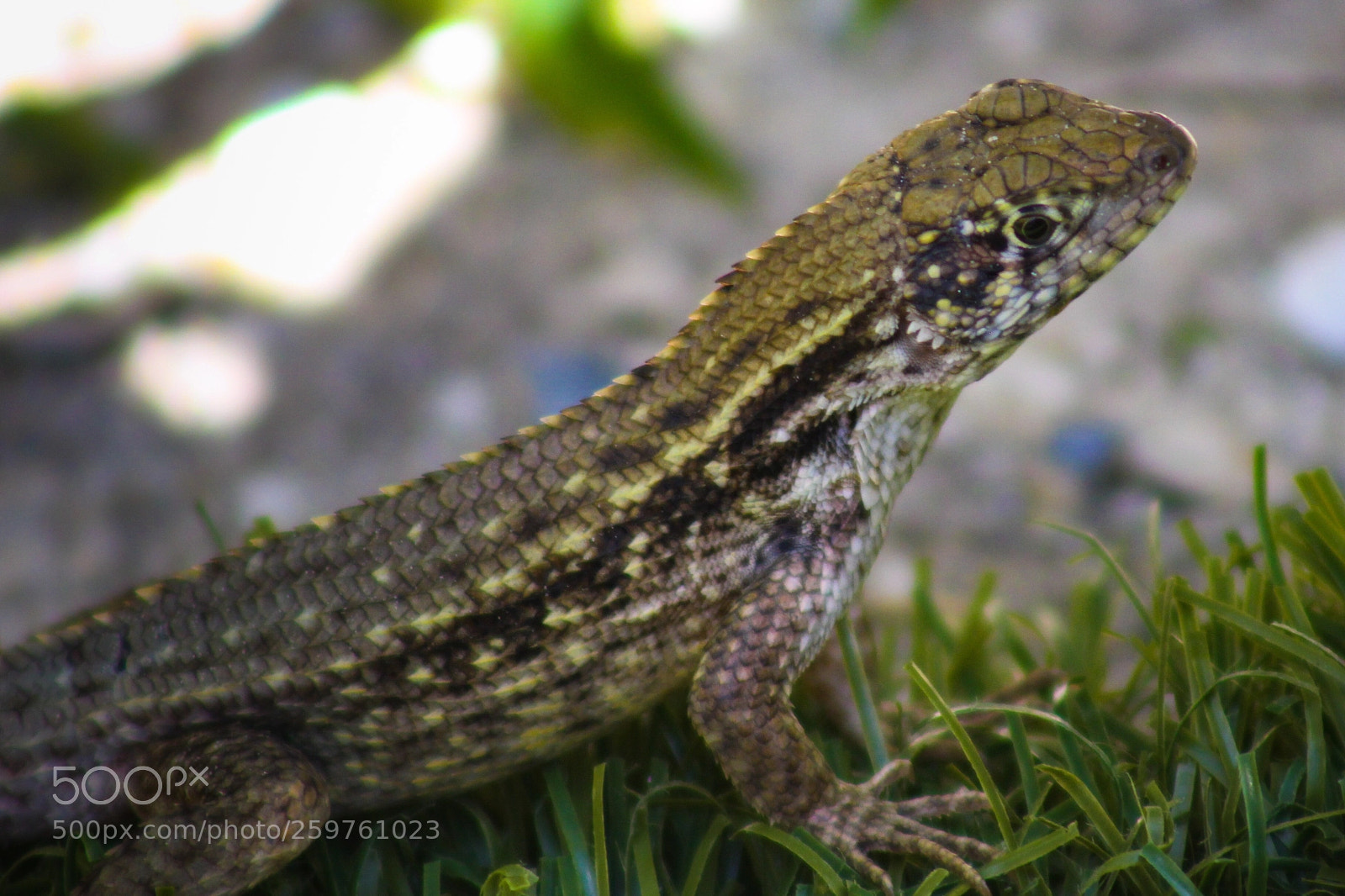 Canon EOS 100D (EOS Rebel SL1 / EOS Kiss X7) sample photo. Miami beach lizard photography