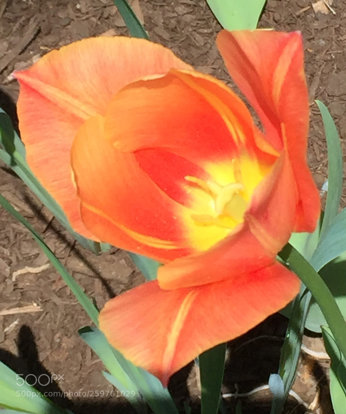 Apple iPhone 6 sample photo. Colorful tulip photography