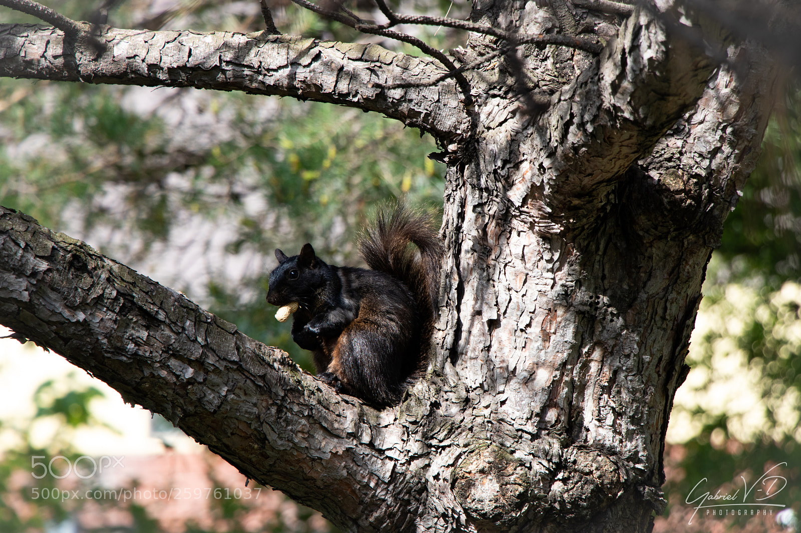 Canon EOS 80D sample photo. Squirrel i photography