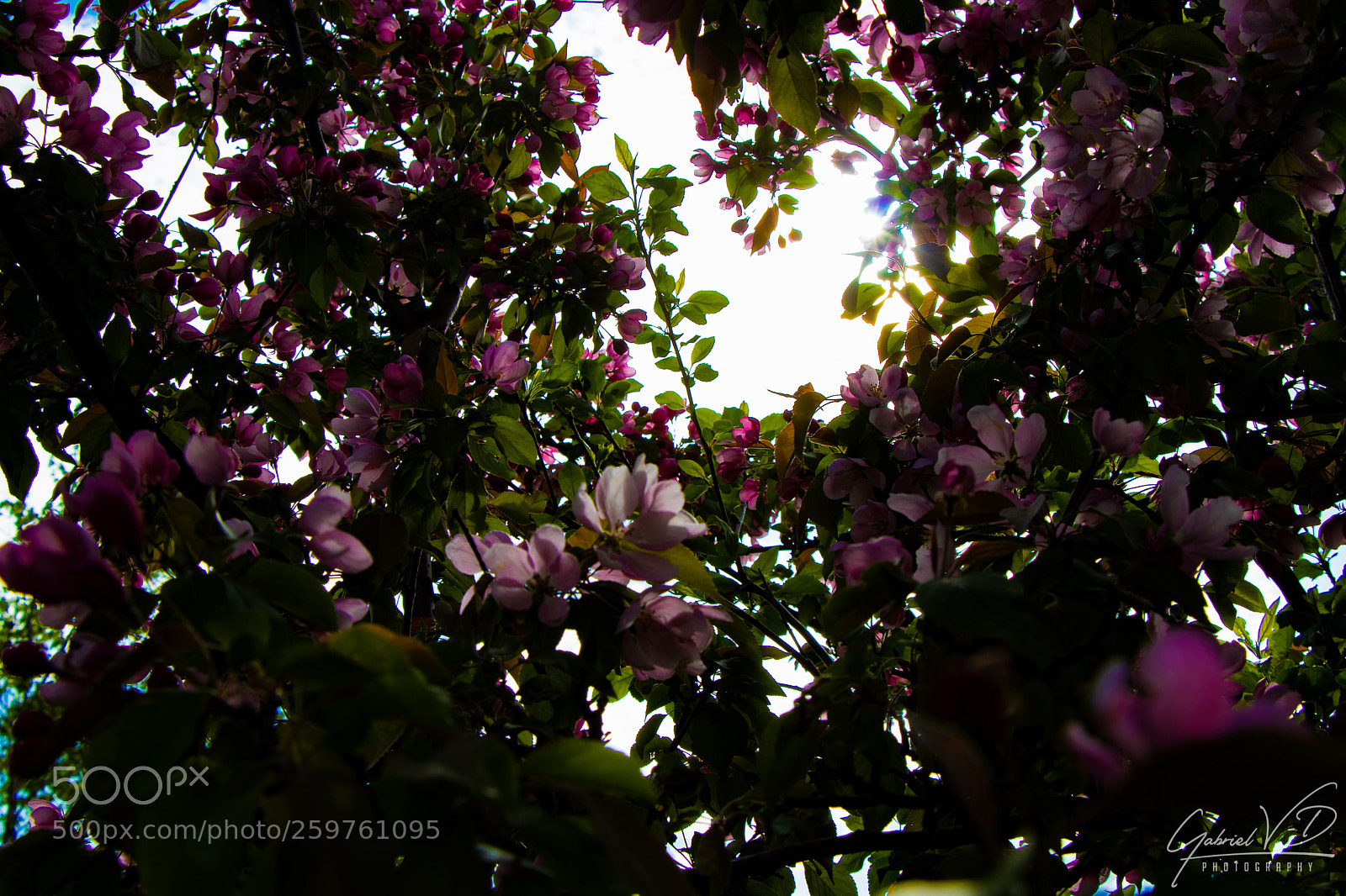 Canon EOS 80D sample photo. Life in pink ii photography