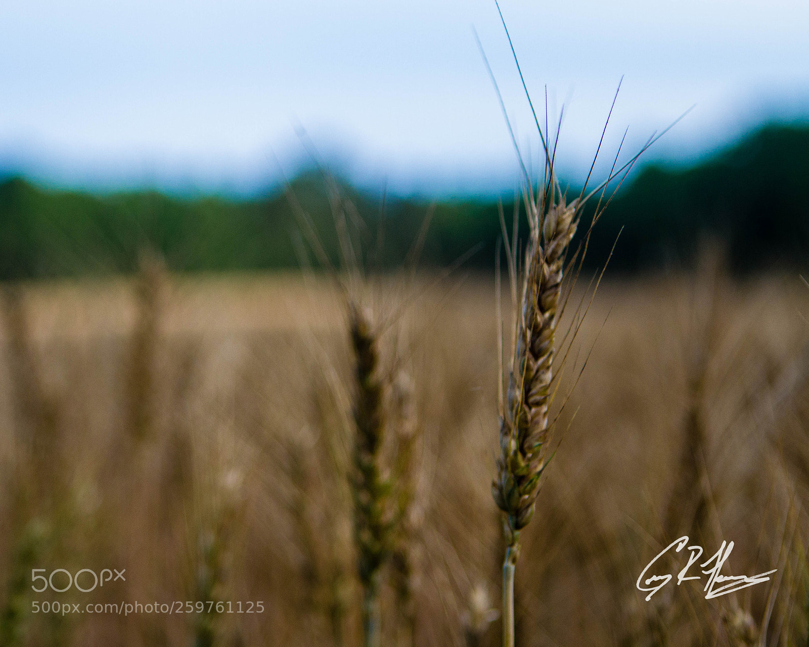 Canon EOS 7D sample photo. Untitled photography