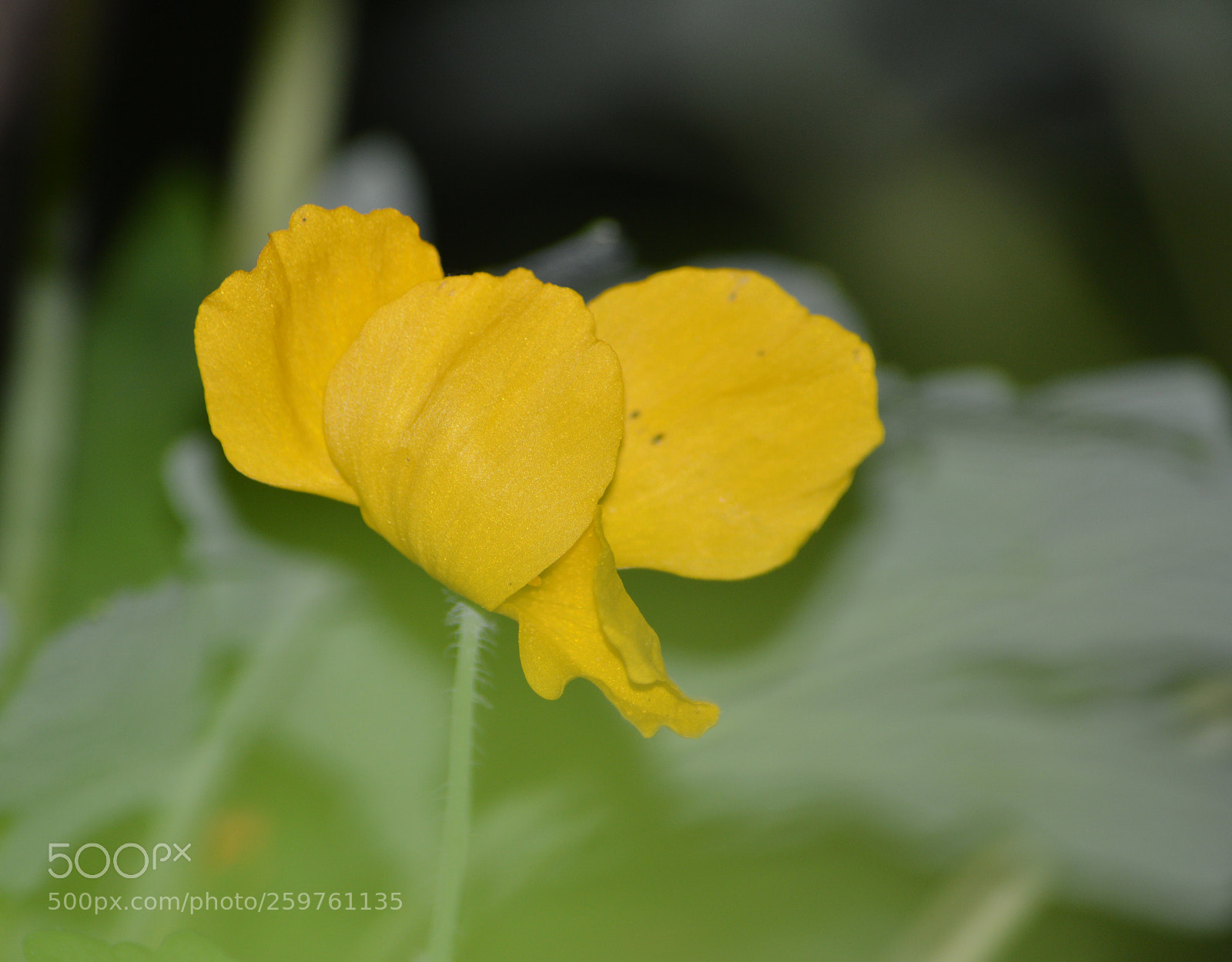 Nikon D3200 sample photo. Closing up for the photography