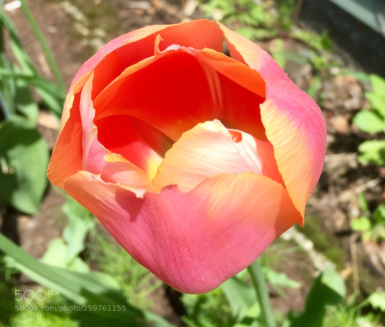 Apple iPhone 6 sample photo. Two tone photography