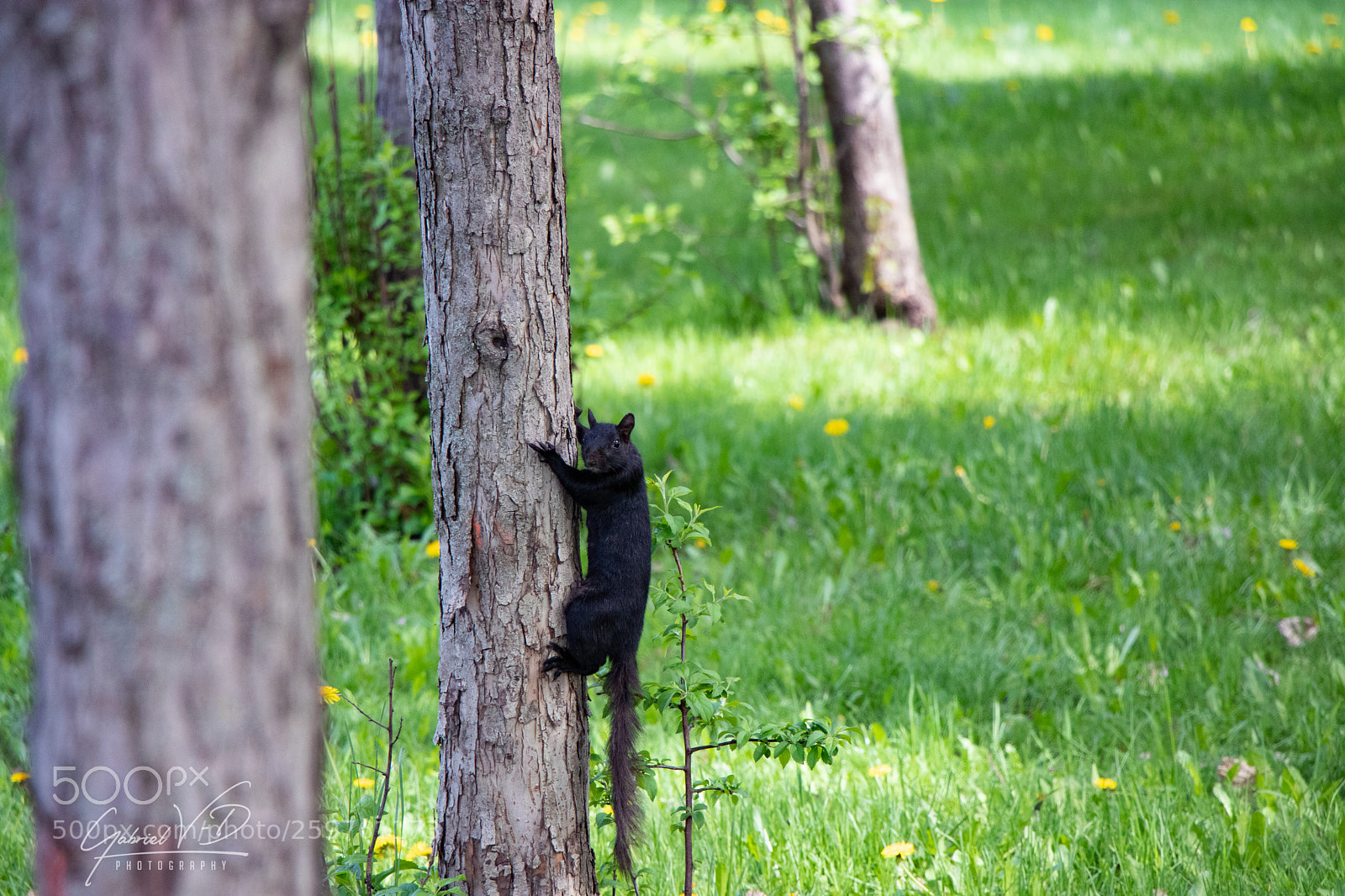 Canon EOS 80D sample photo. Squirrel ii photography