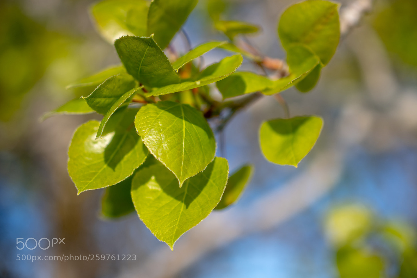 Nikon D7500 sample photo. Leaf branch photography