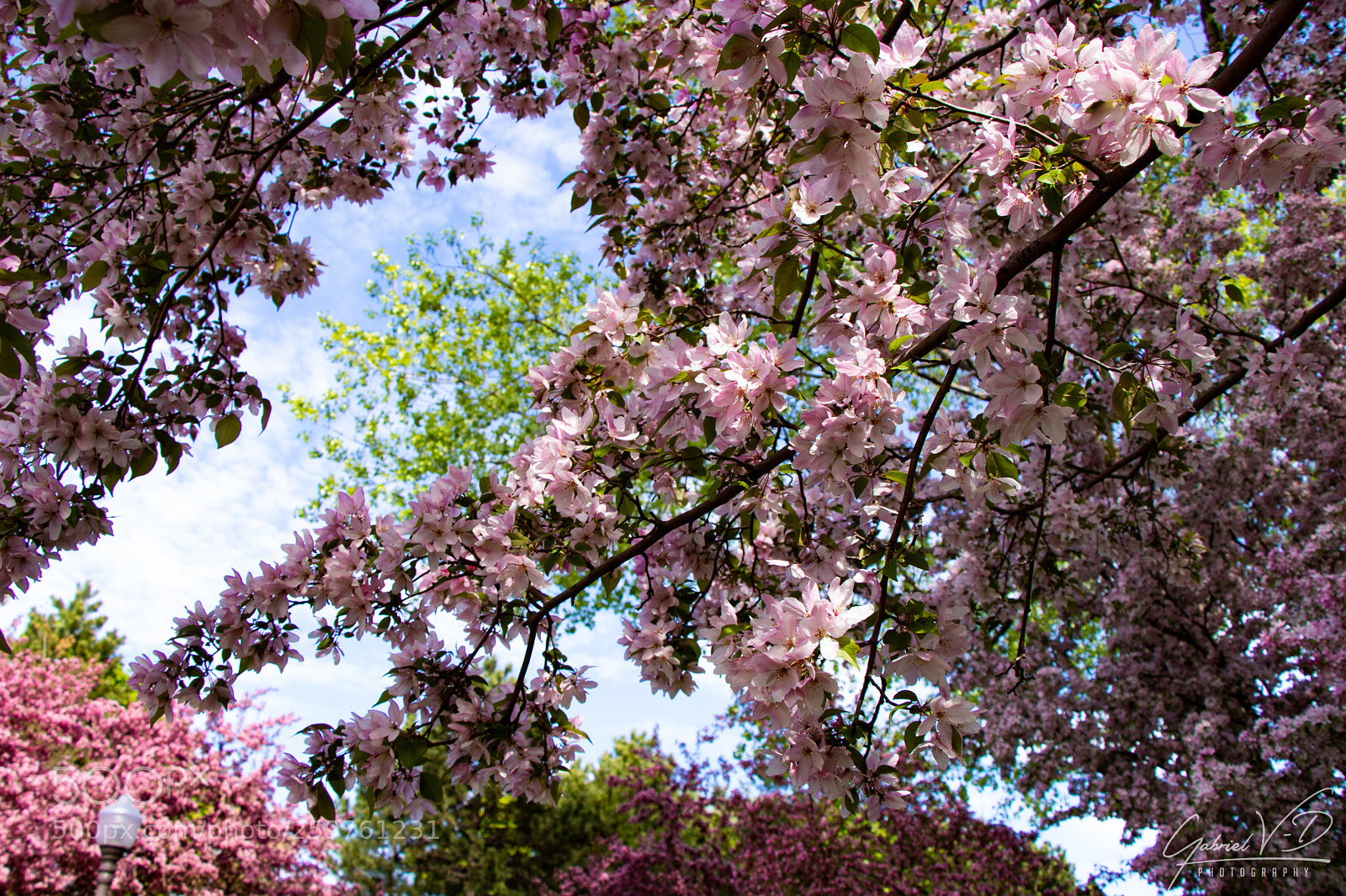Canon EOS 80D sample photo. Life in pink iii photography