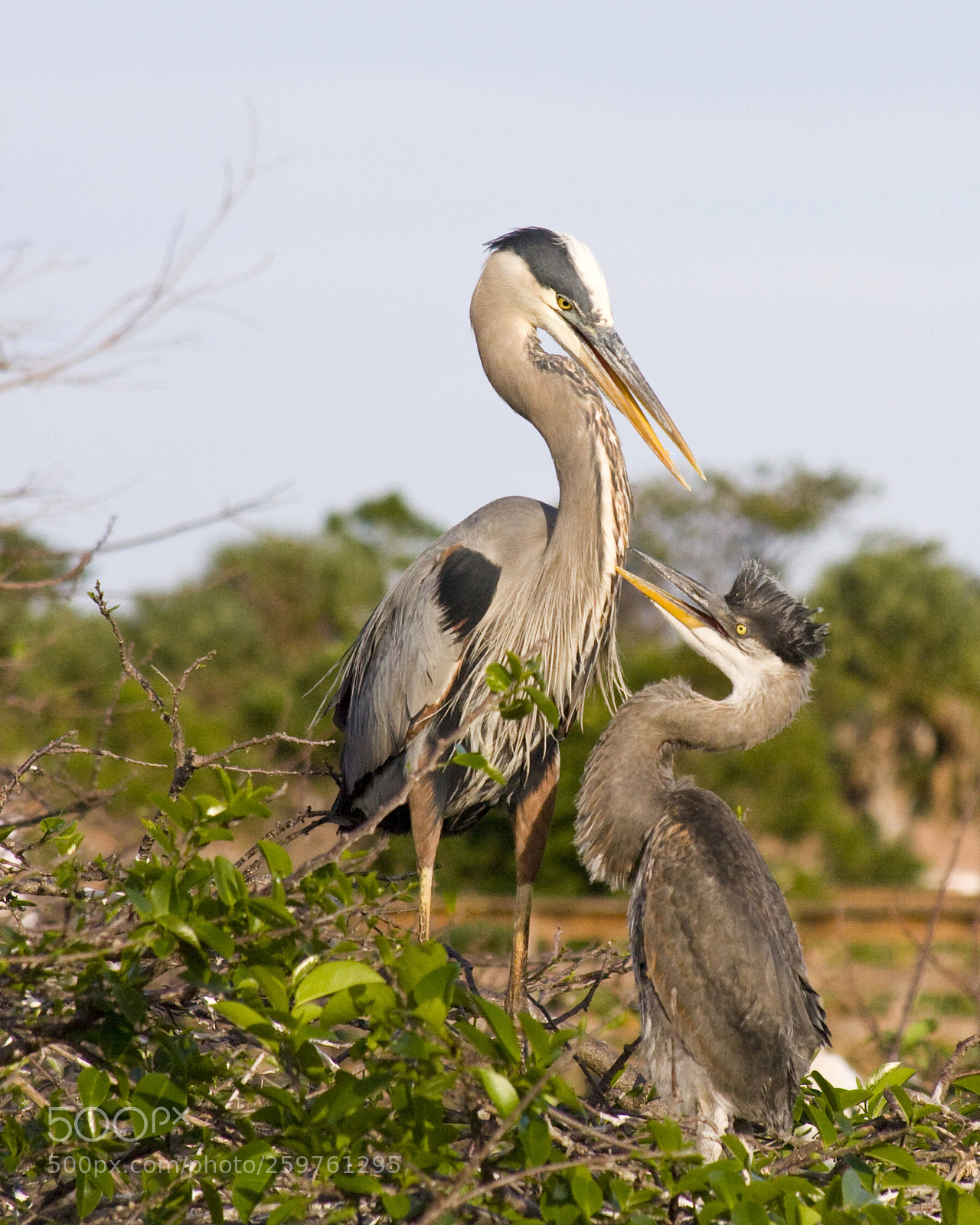 Canon EOS 40D sample photo. Great blue heron with photography