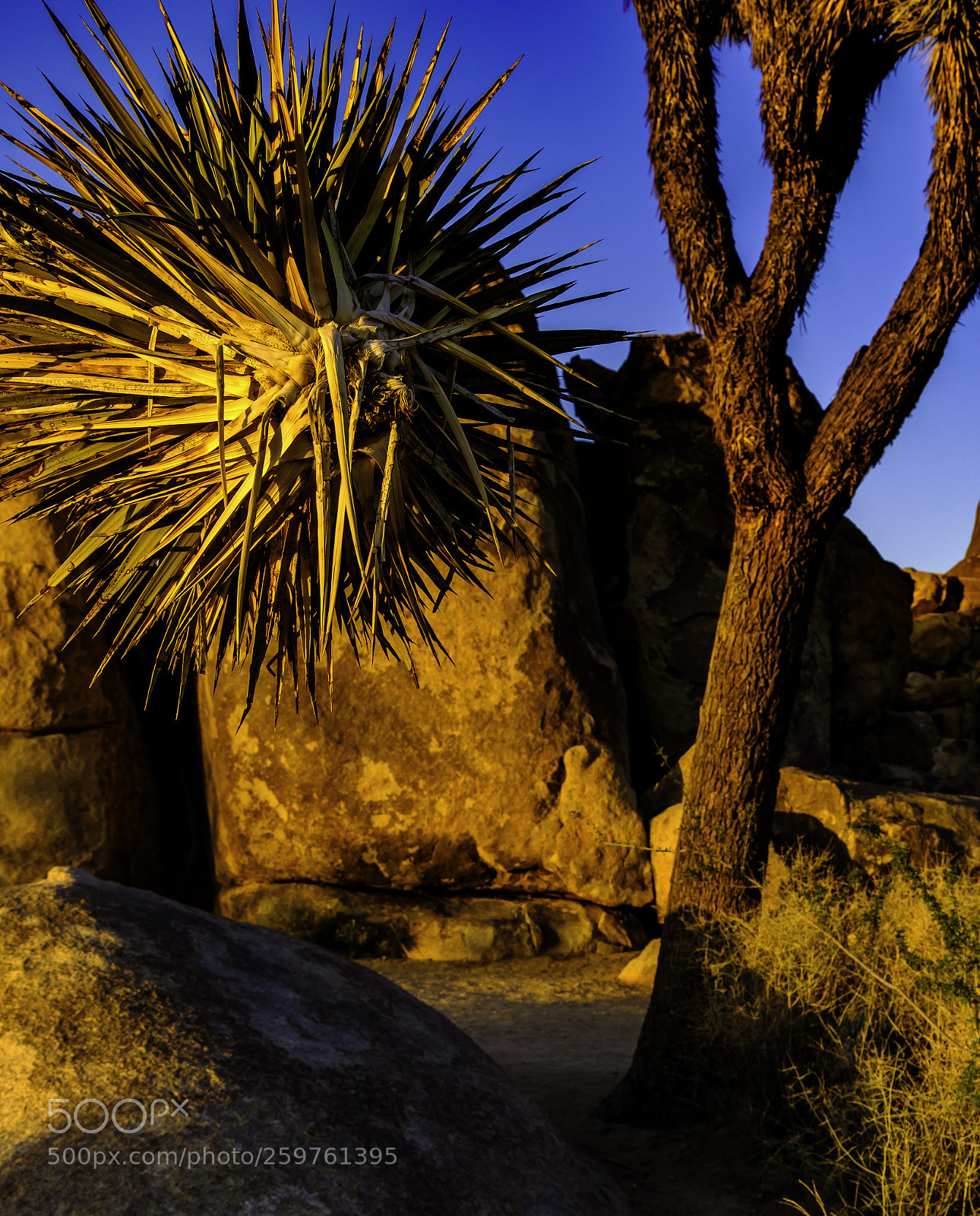 Fujifilm X-T2 sample photo. Joshua tree sunset photography