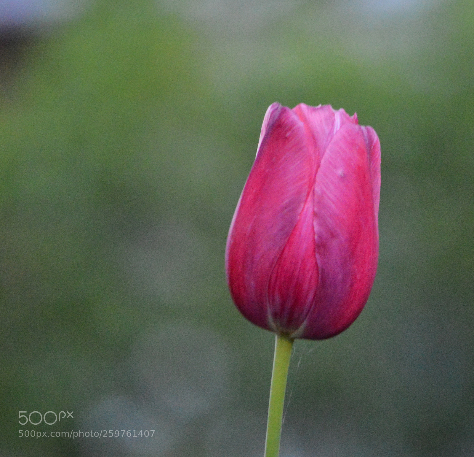 Nikon D3200 sample photo. Fuchsia tulip photography