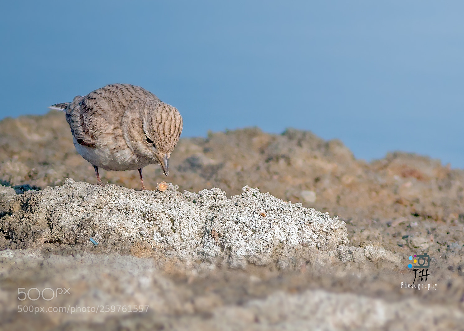 Canon EOS 70D sample photo. Camouflage ! photography