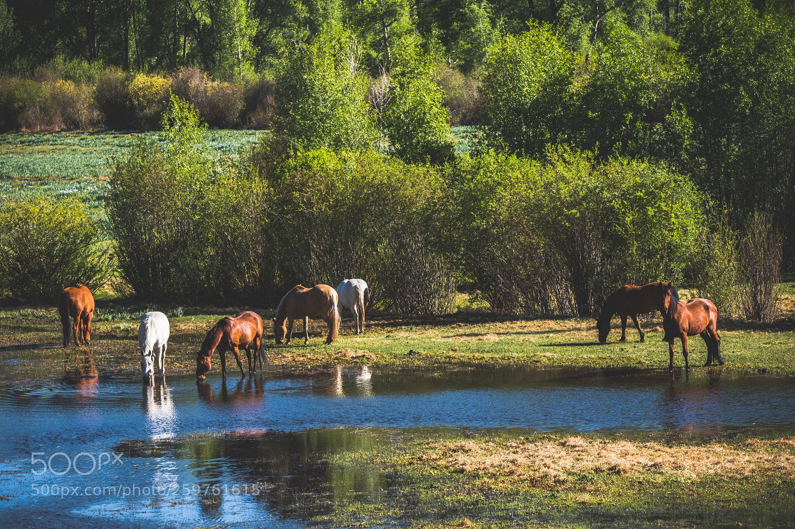 Fujifilm X-Pro2 sample photo. Western ranch life photography