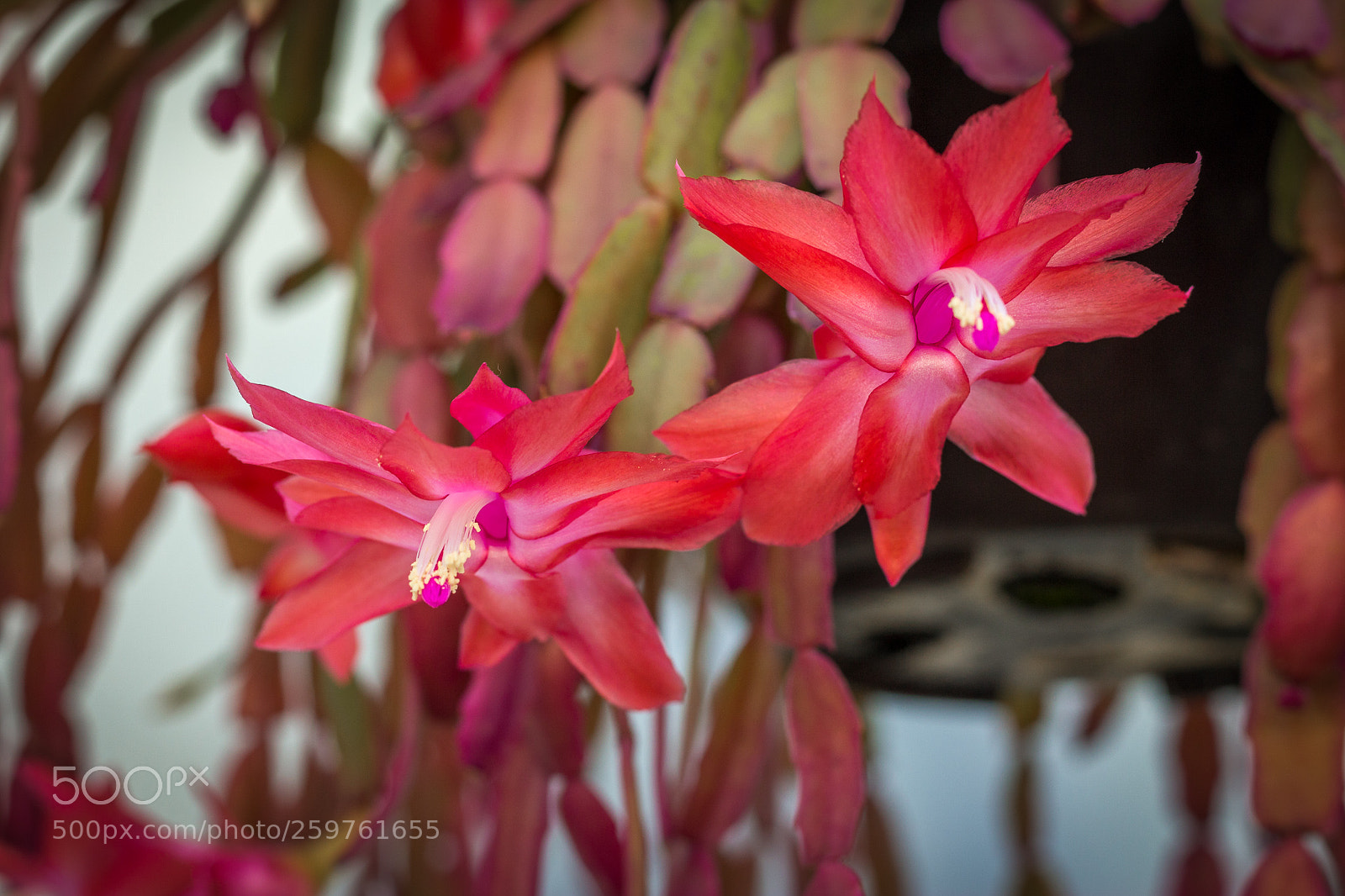 Canon EOS 700D (EOS Rebel T5i / EOS Kiss X7i) sample photo. Flor de maio photography