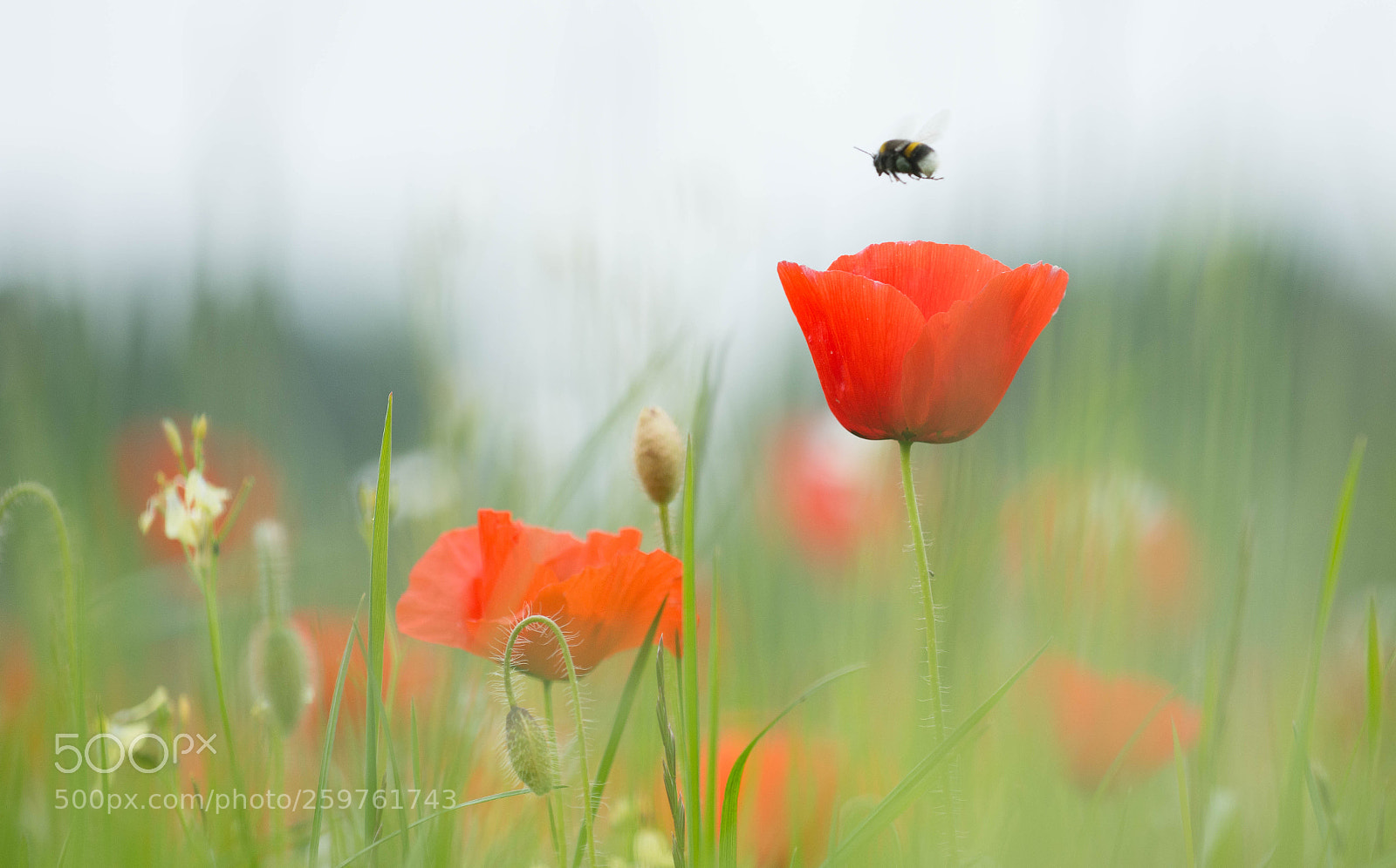 Nikon D7200 sample photo. Poppy with honey bee.... photography
